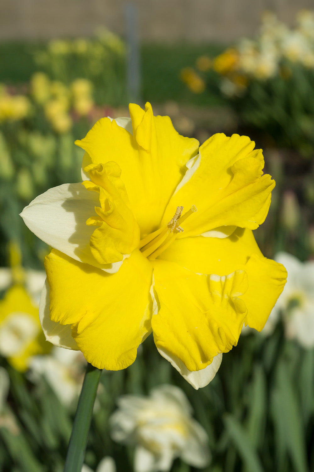 Daffodil (Narcissus) Split Banana Daiquiri