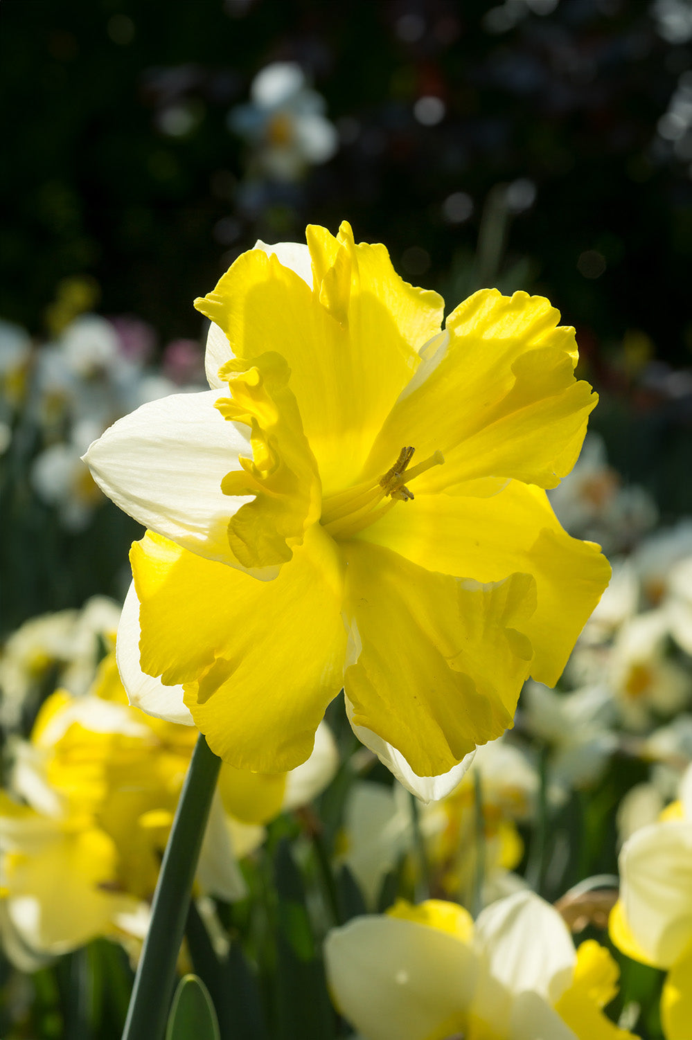 Daffodil (Narcissus) Split Banana Daiquiri