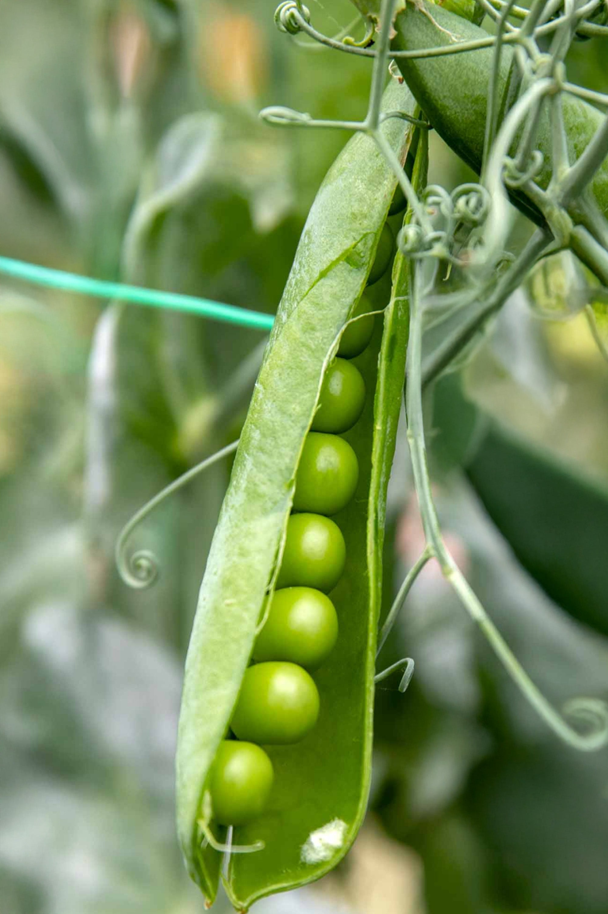 Pea Kelvedon Wonder Vegetable Seeds