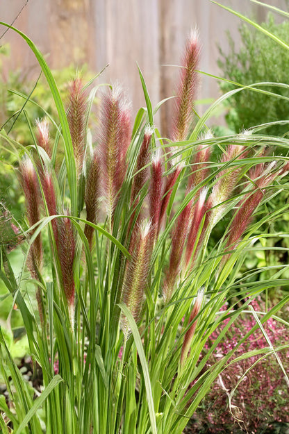 Pennisetum Alopecuroides Red Head