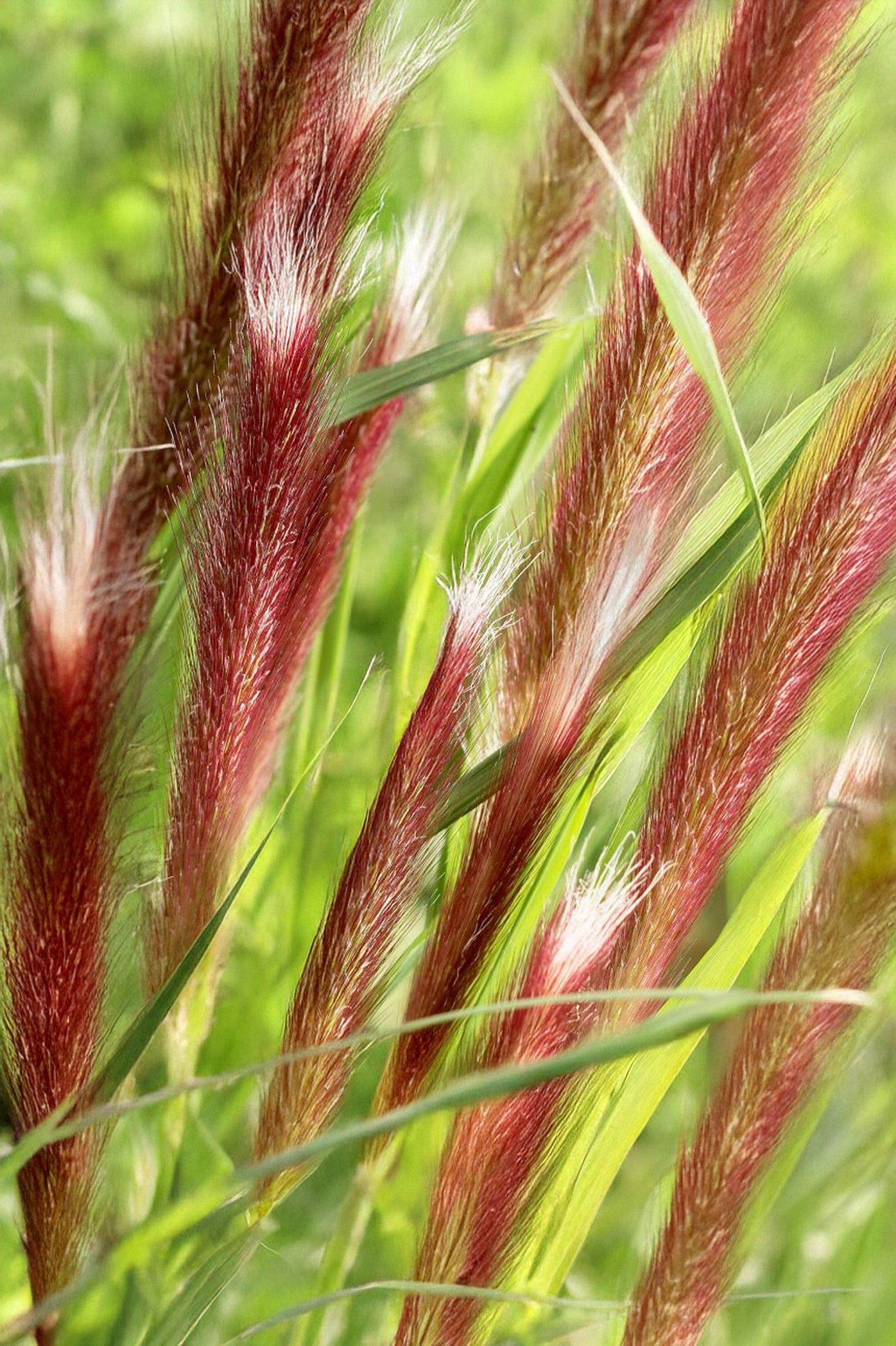 Pennisetum Alopecuroides Red Head