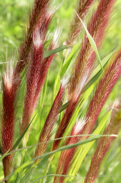 Pennisetum Alopecuroides Red Head