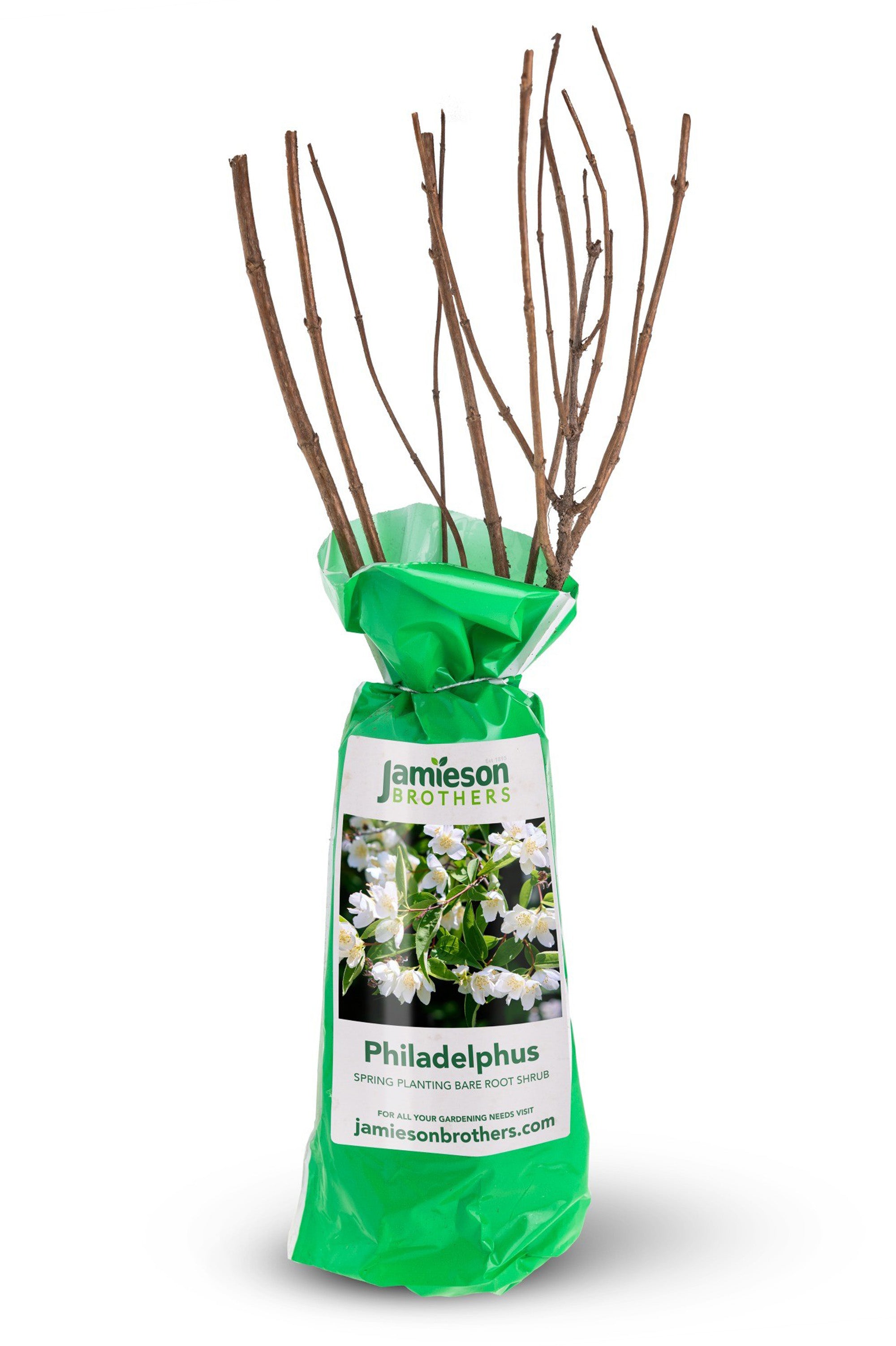 Philadelphus - Spring planting bare root shrub by Jamieson Brothers