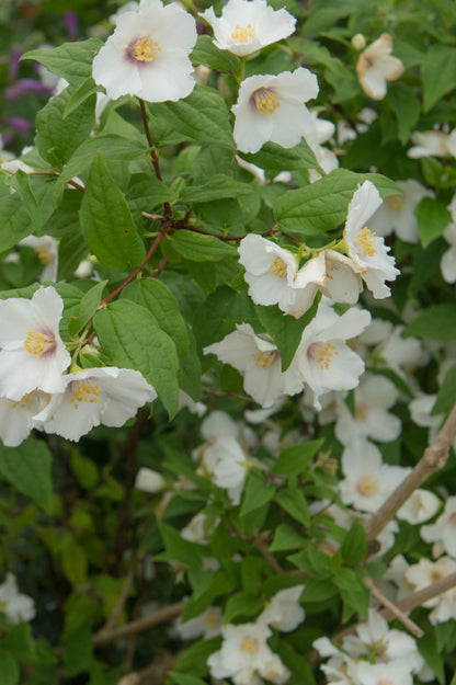 Philadelphus - Spring planting bare root shrub by Jamieson Brothers