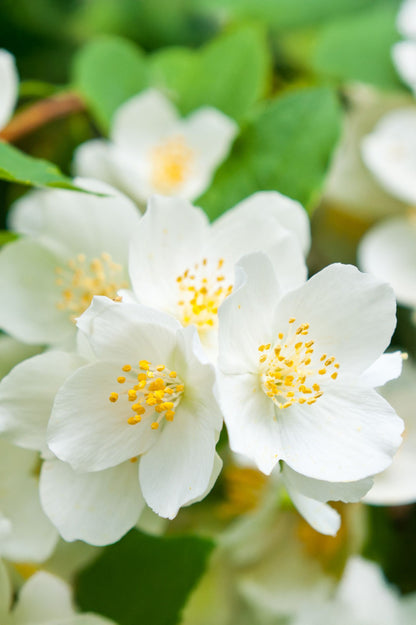 Philadelphus - Spring planting bare root shrub by Jamieson Brothers