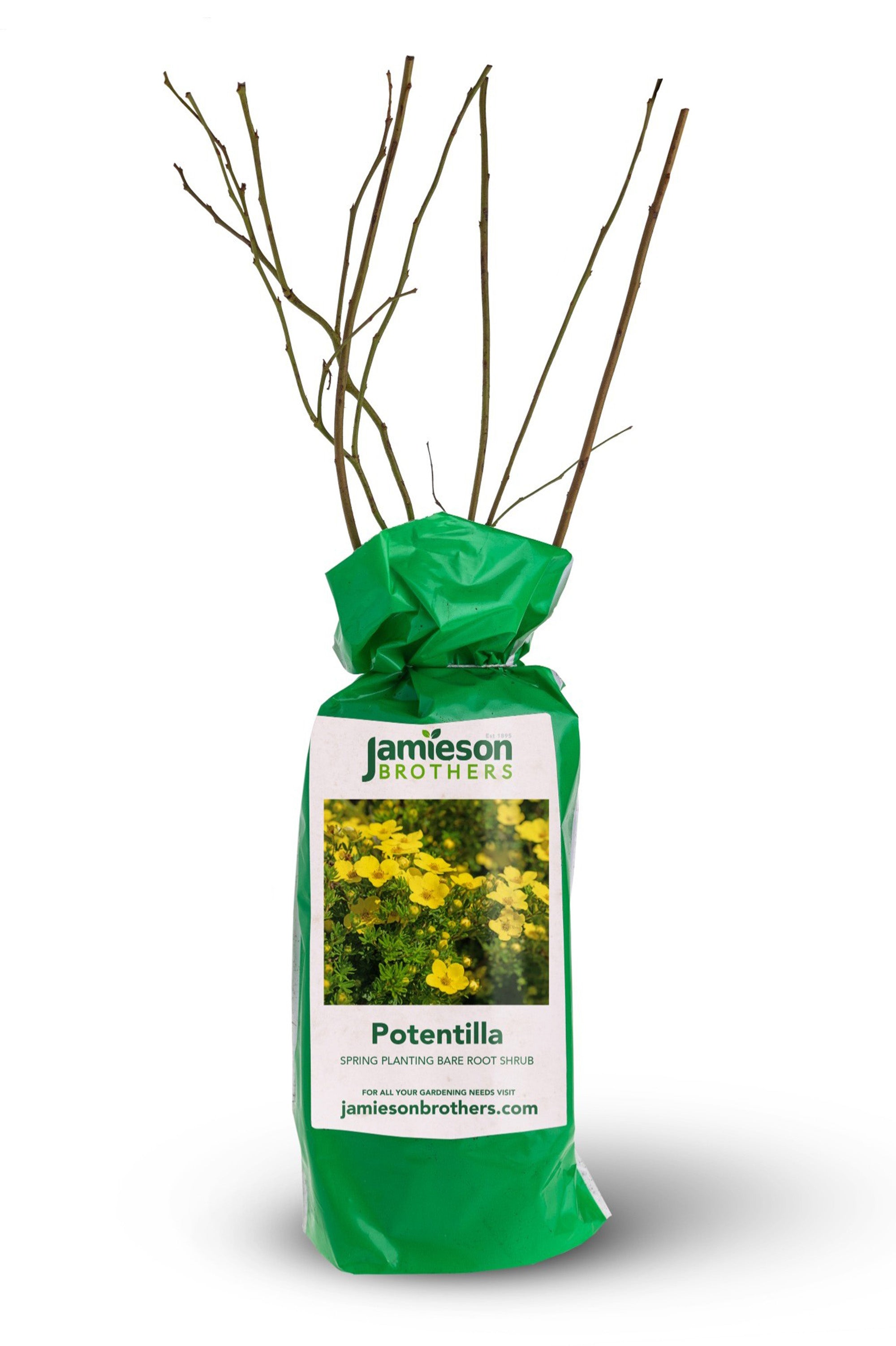 Potentilla - Spring planting bare root shrub by Jamieson Brothers