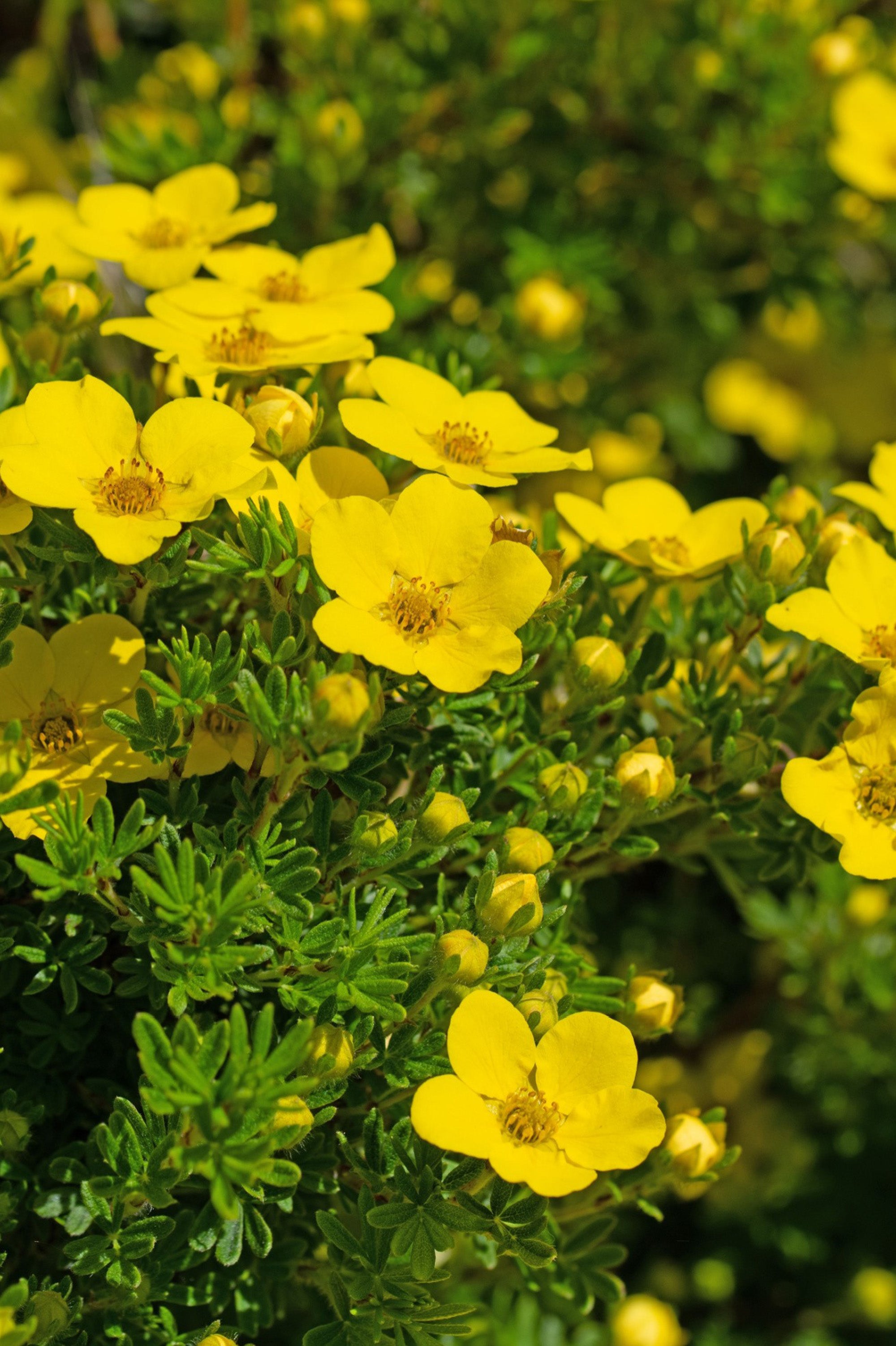Potentilla - Spring planting bare root shrub by Jamieson Brothers