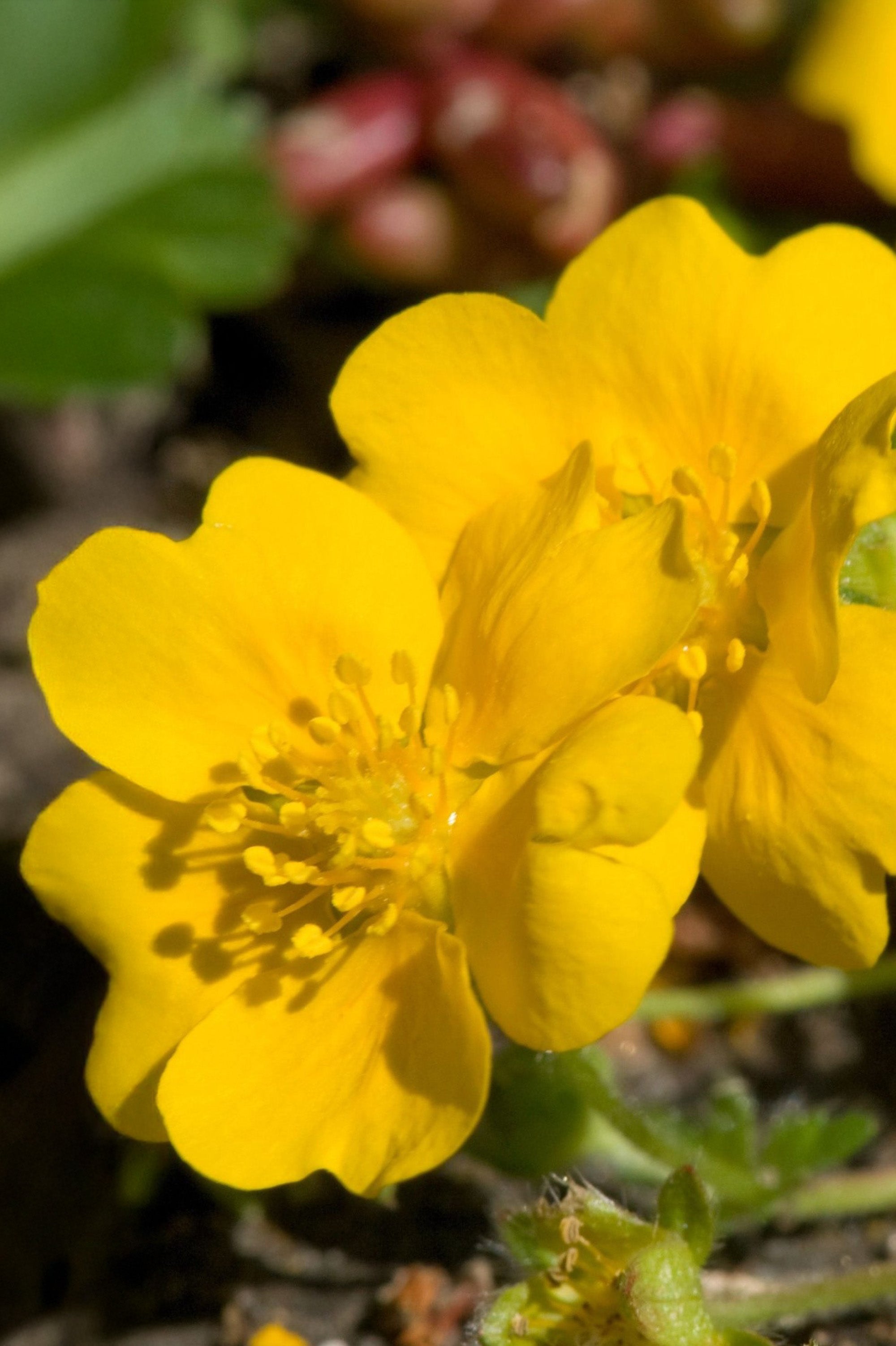 Potentilla - Spring planting bare root shrub by Jamieson Brothers