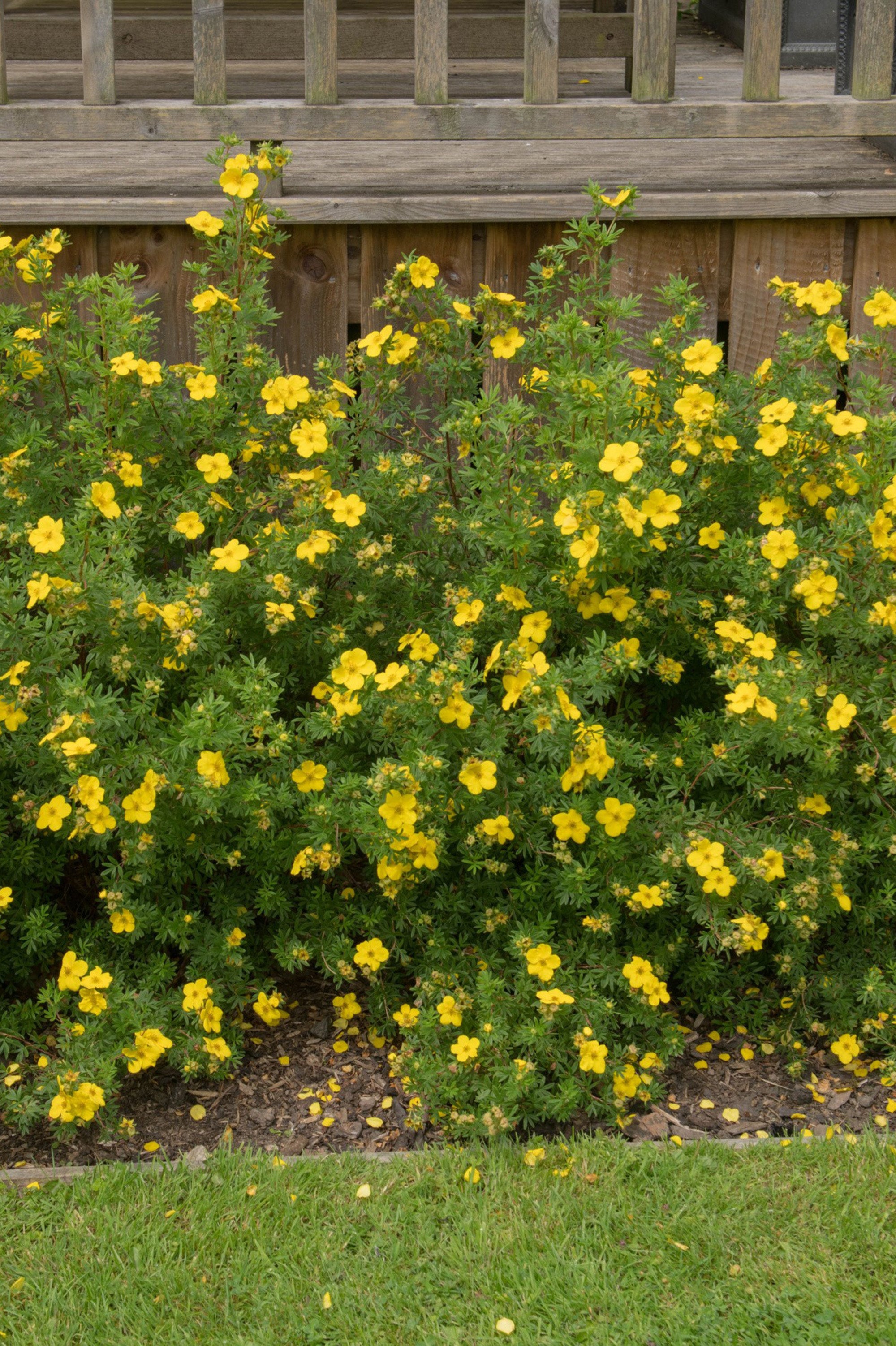 Potentilla - Spring planting bare root shrub by Jamieson Brothers
