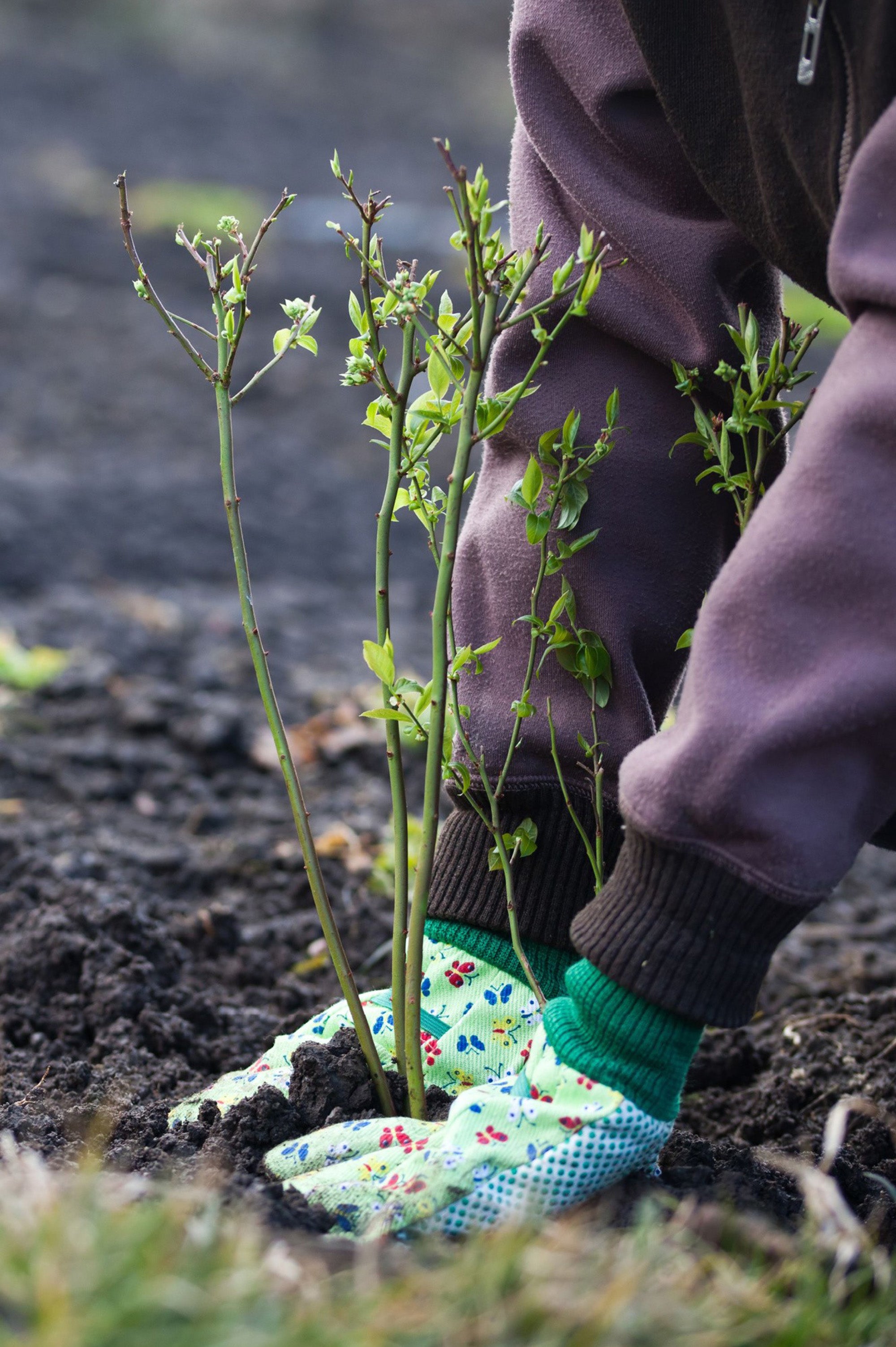 Potentilla - Spring planting bare root shrub by Jamieson Brothers