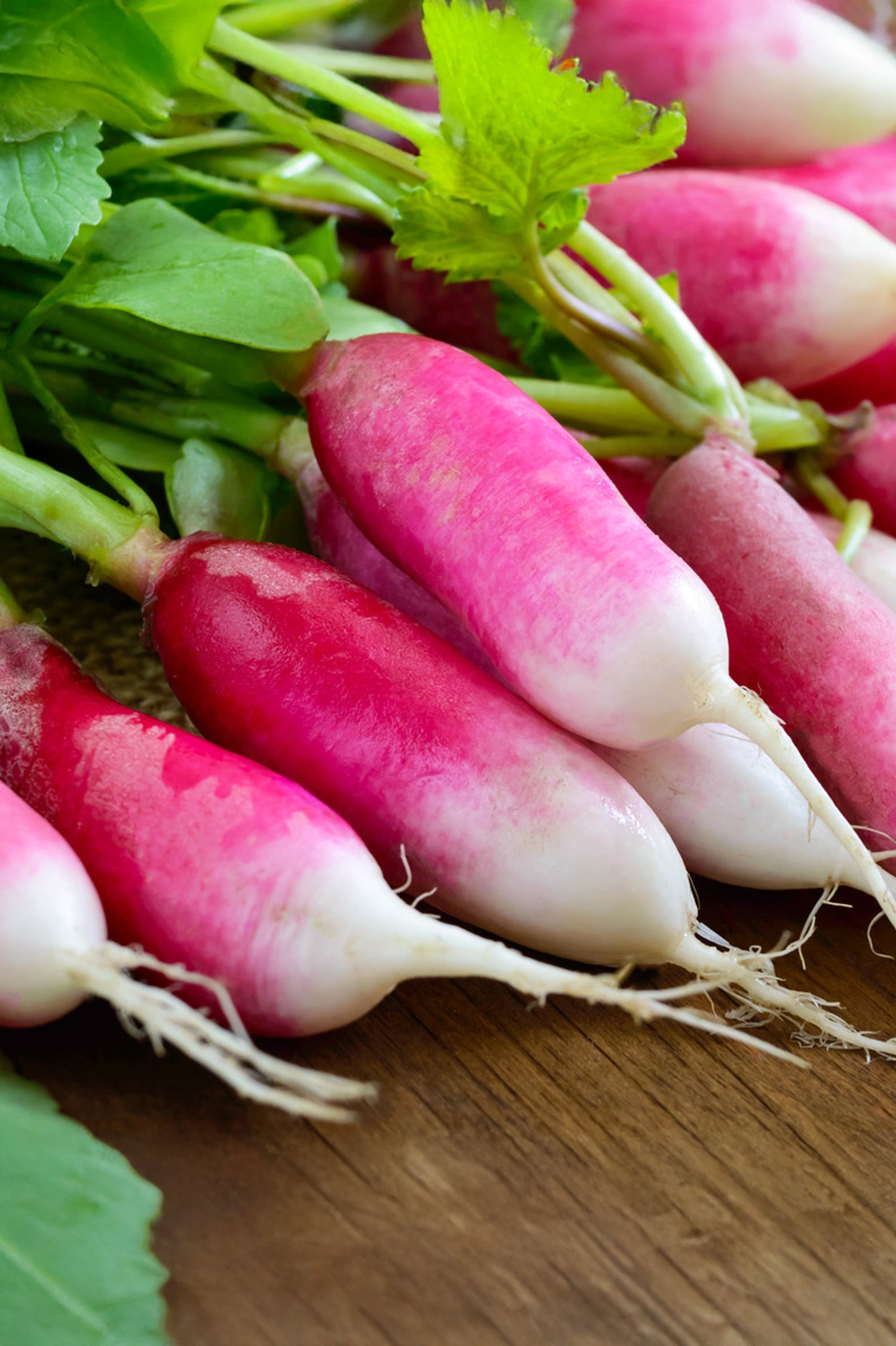 Radish French Breakfast Vegetable Seeds