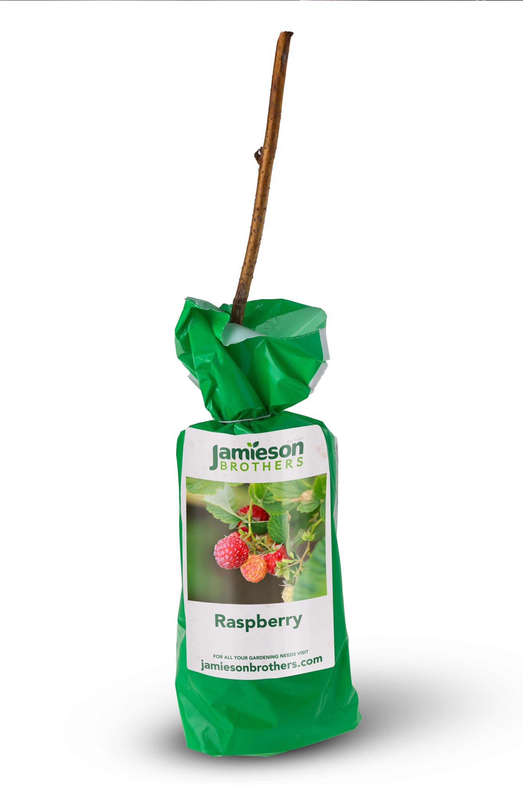 Raspberry - Spring planting bare root fruit bush/shrub by Jamieson Brothers