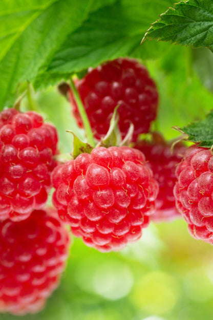 Raspberry - Spring planting bare root fruit bush/shrub by Jamieson Brothers