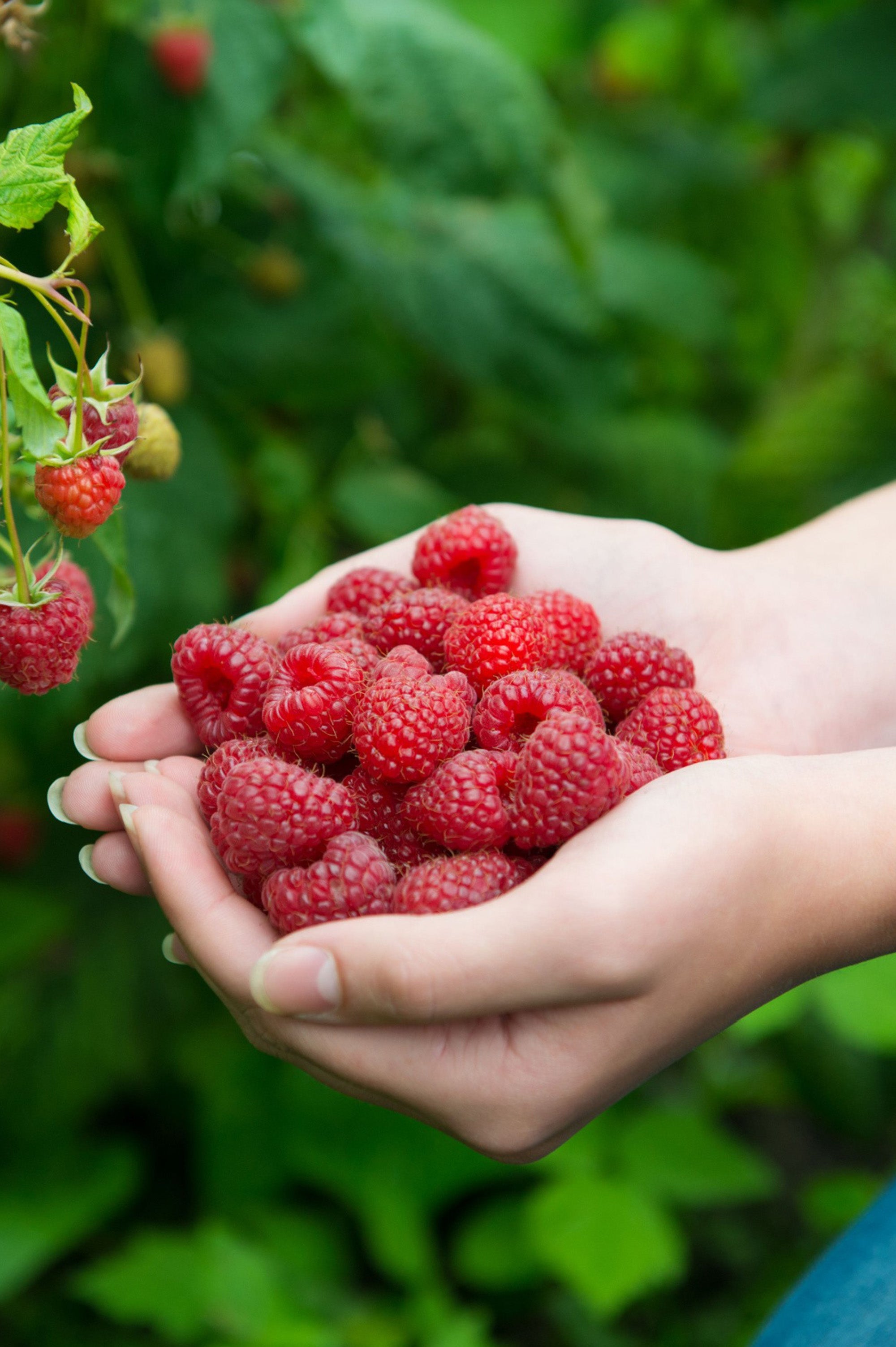 Raspberry - Spring planting bare root fruit bush/shrub by Jamieson Brothers