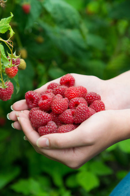 Raspberry - Spring planting bare root fruit bush/shrub by Jamieson Brothers