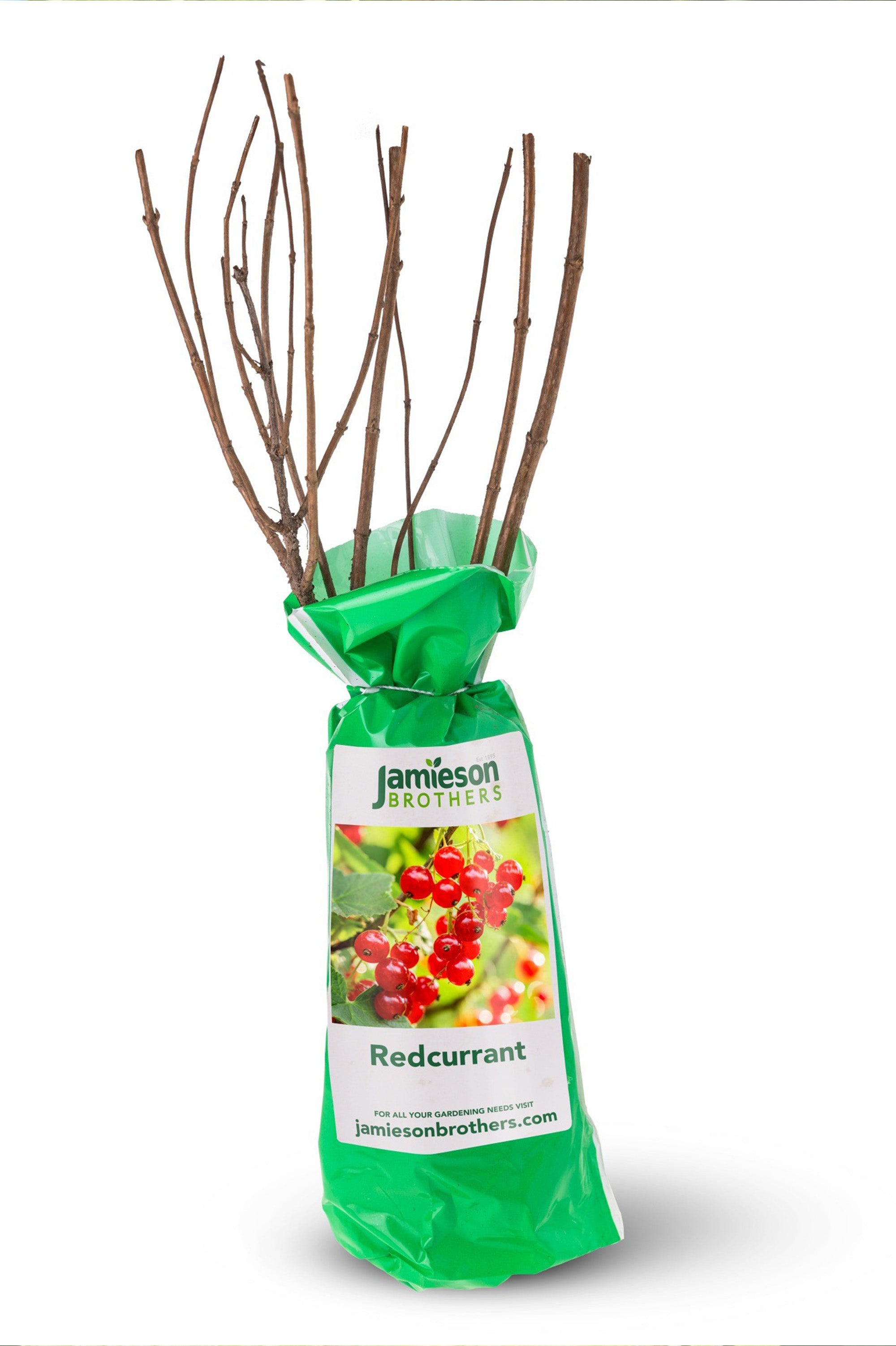 Redcurrant - Spring planting bare root fruit bush/shrub by Jamieson Brothers
