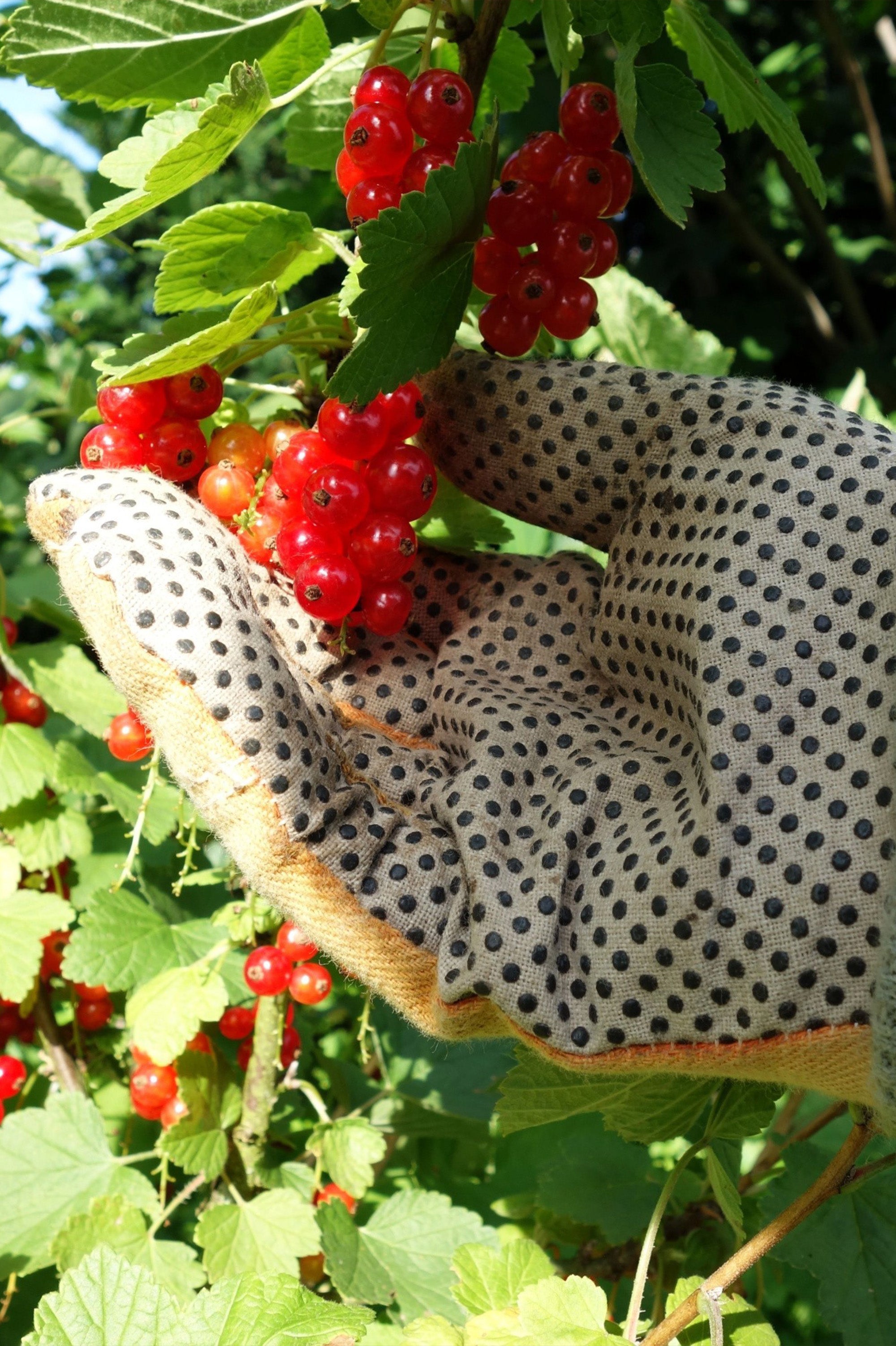 Redcurrant - Spring planting bare root fruit bush/shrub by Jamieson Brothers