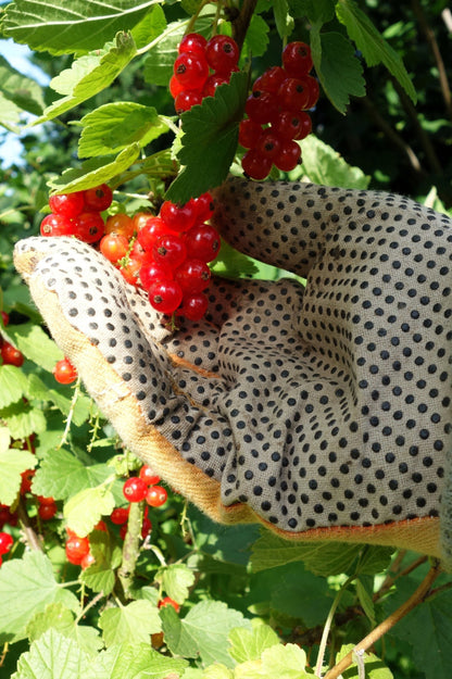 Redcurrant - Spring planting bare root fruit bush/shrub by Jamieson Brothers