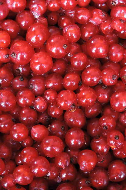 Redcurrant - Spring planting bare root fruit bush/shrub by Jamieson Brothers