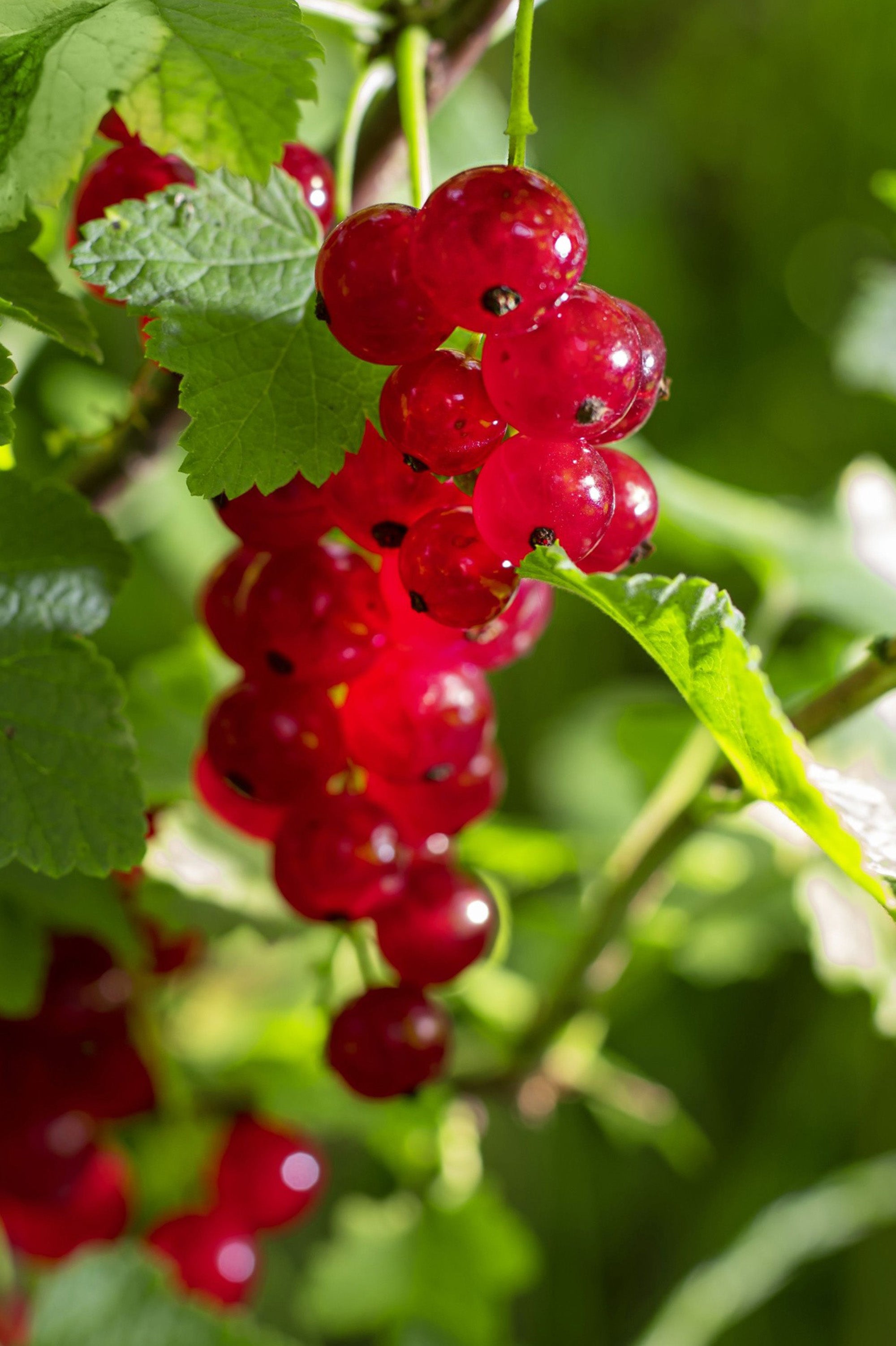 Redcurrant - Spring planting bare root fruit bush/shrub by Jamieson Brothers