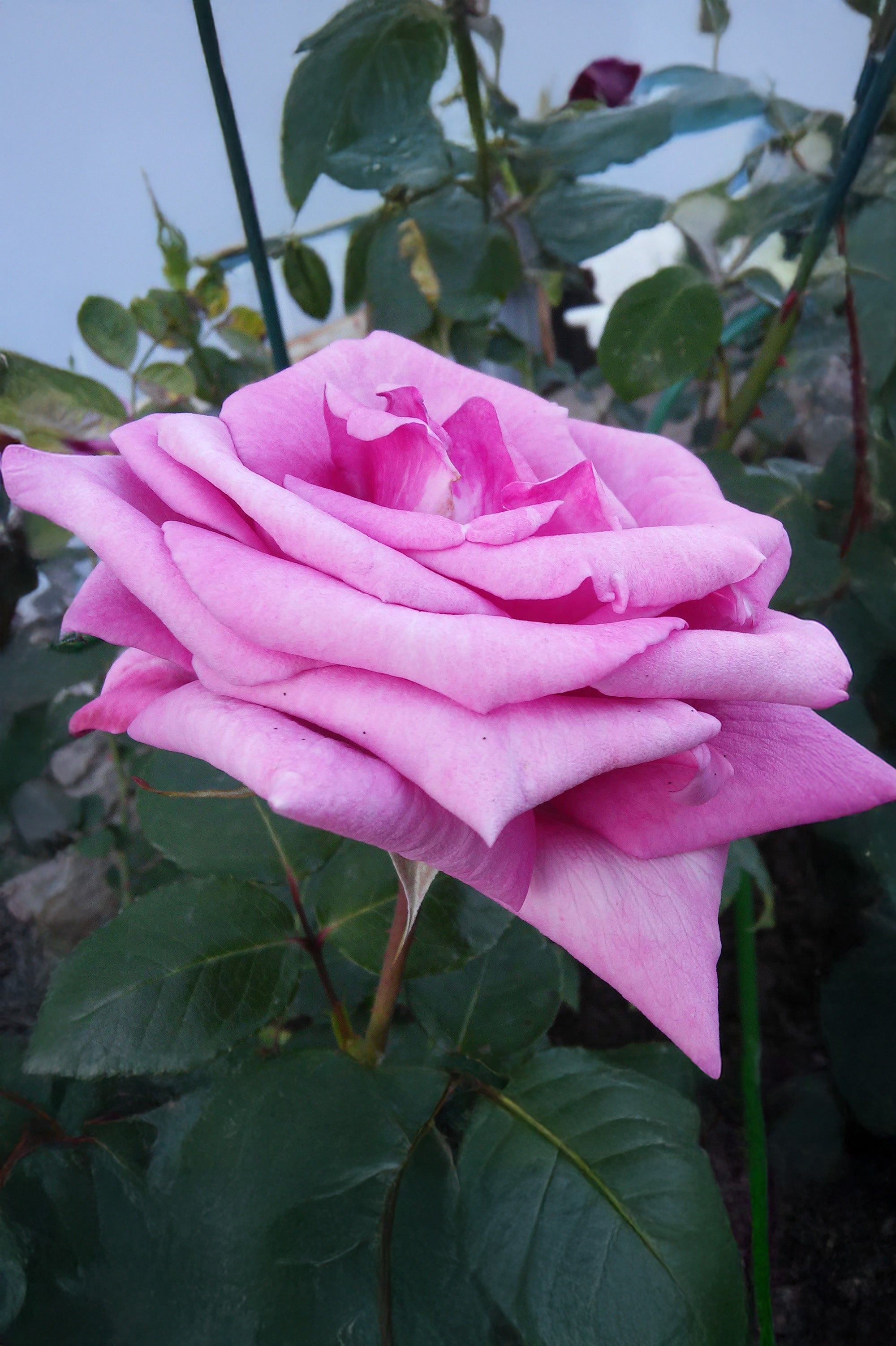 Hybrid Tea Rose - Eiffel Tower, bare rootball by Jamieson Brothers
