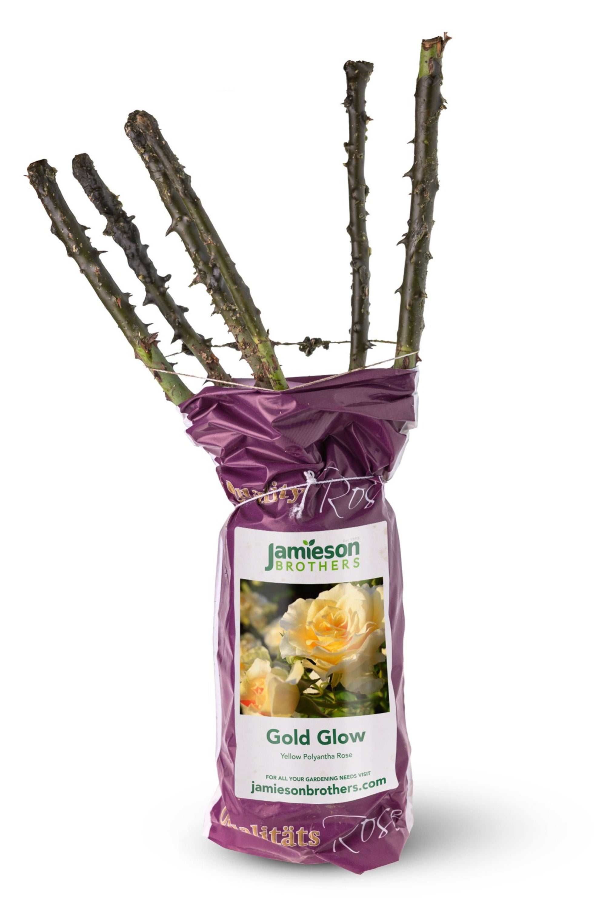 Polyantha Rose - Gold Glow, bare rootball by Jamieson Brothers