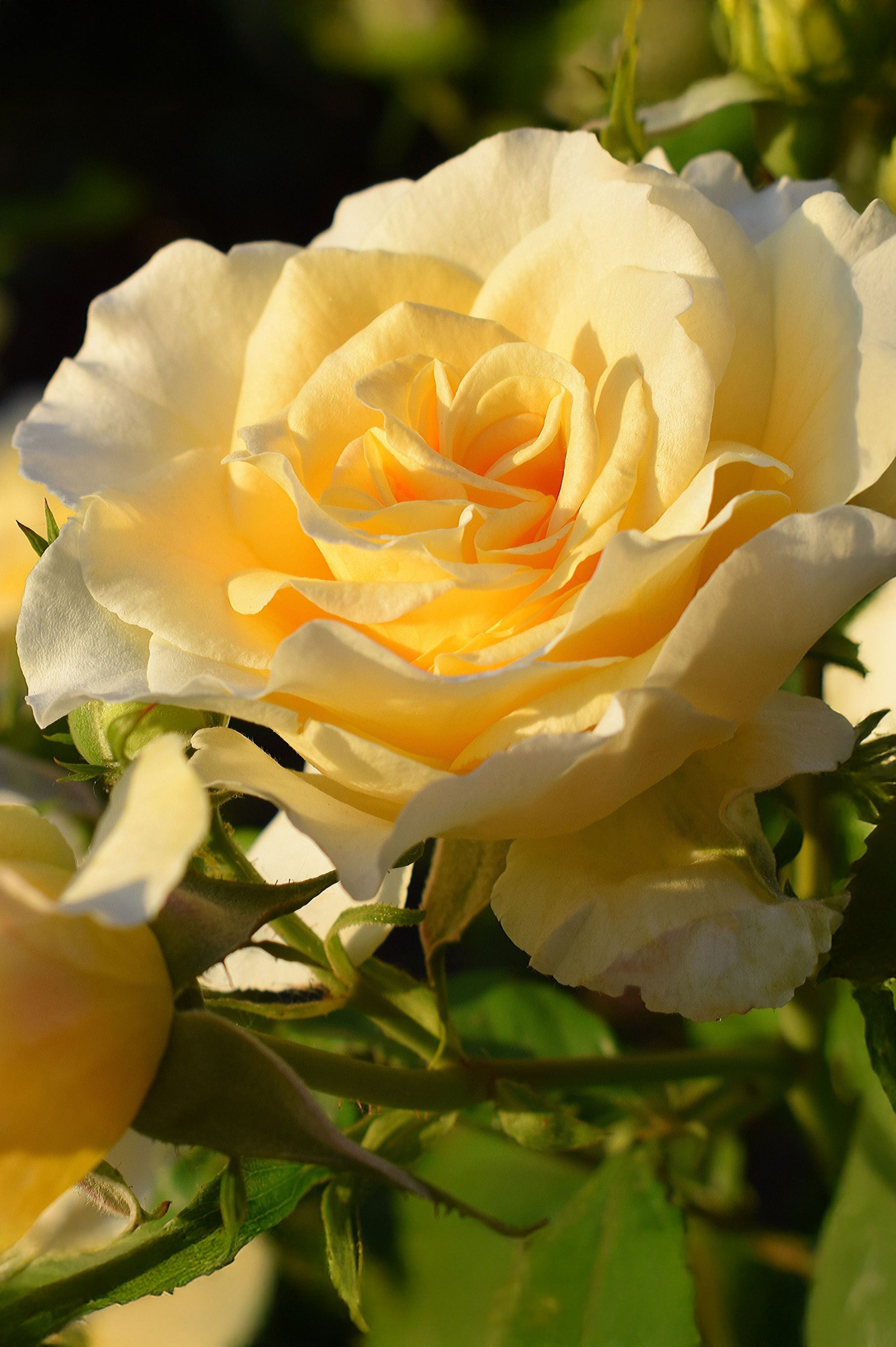 Polyantha Rose - Gold Glow, bare rootball by Jamieson Brothers