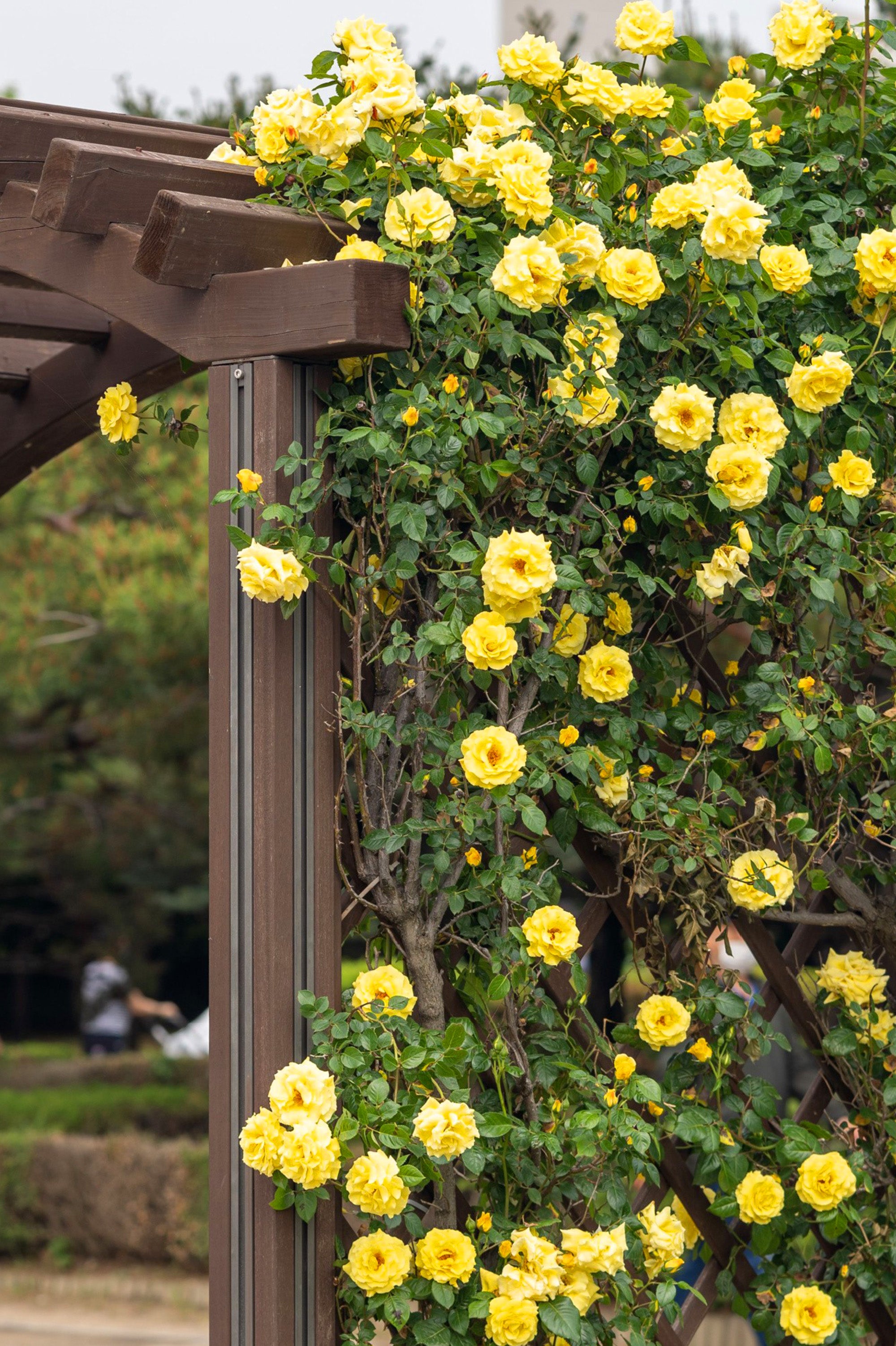 Climbing Rose - Goldfassade, bare rootball by Jamieson Brothers