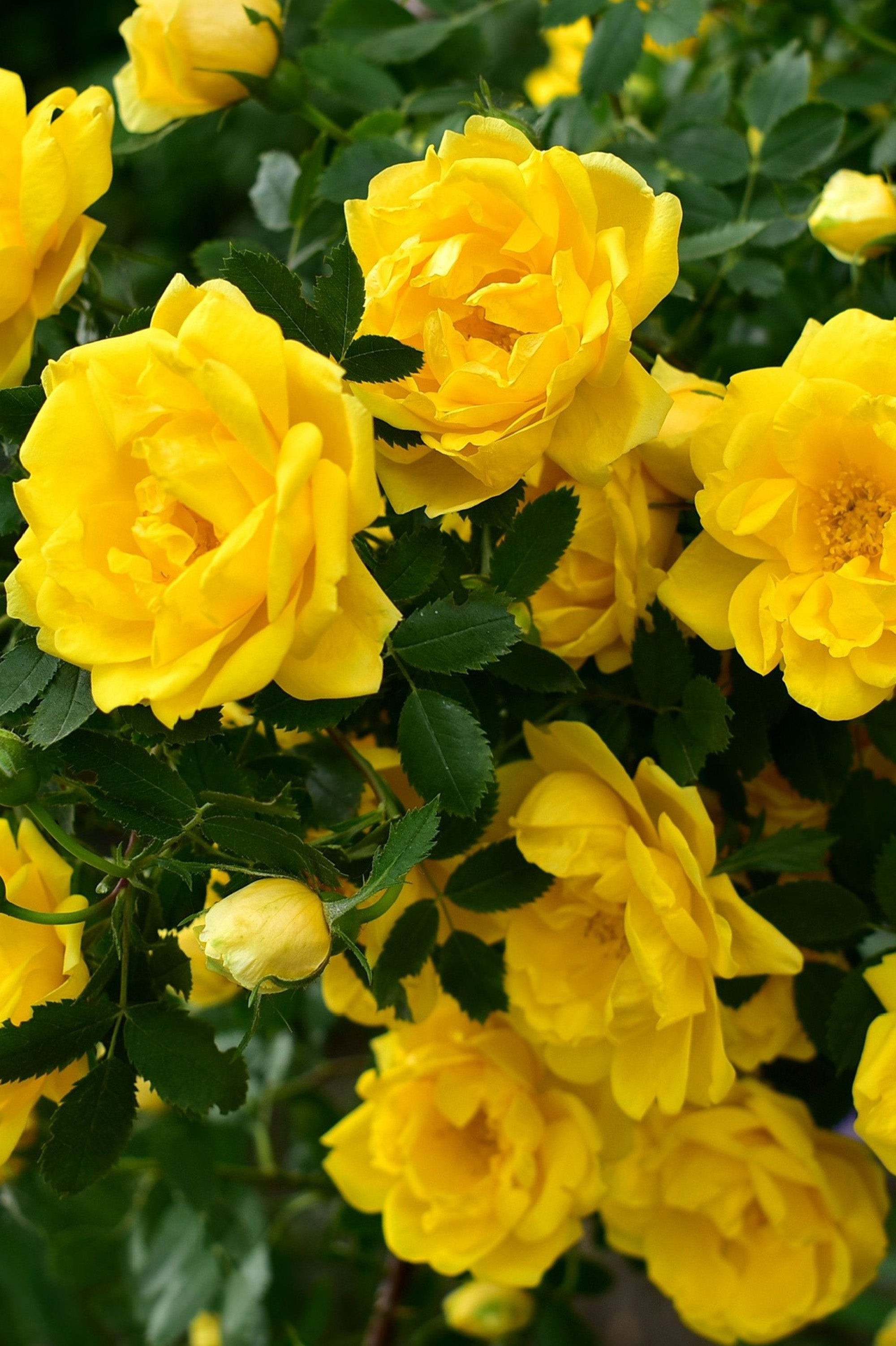 Climbing Rose - Goldfassade, bare rootball by Jamieson Brothers