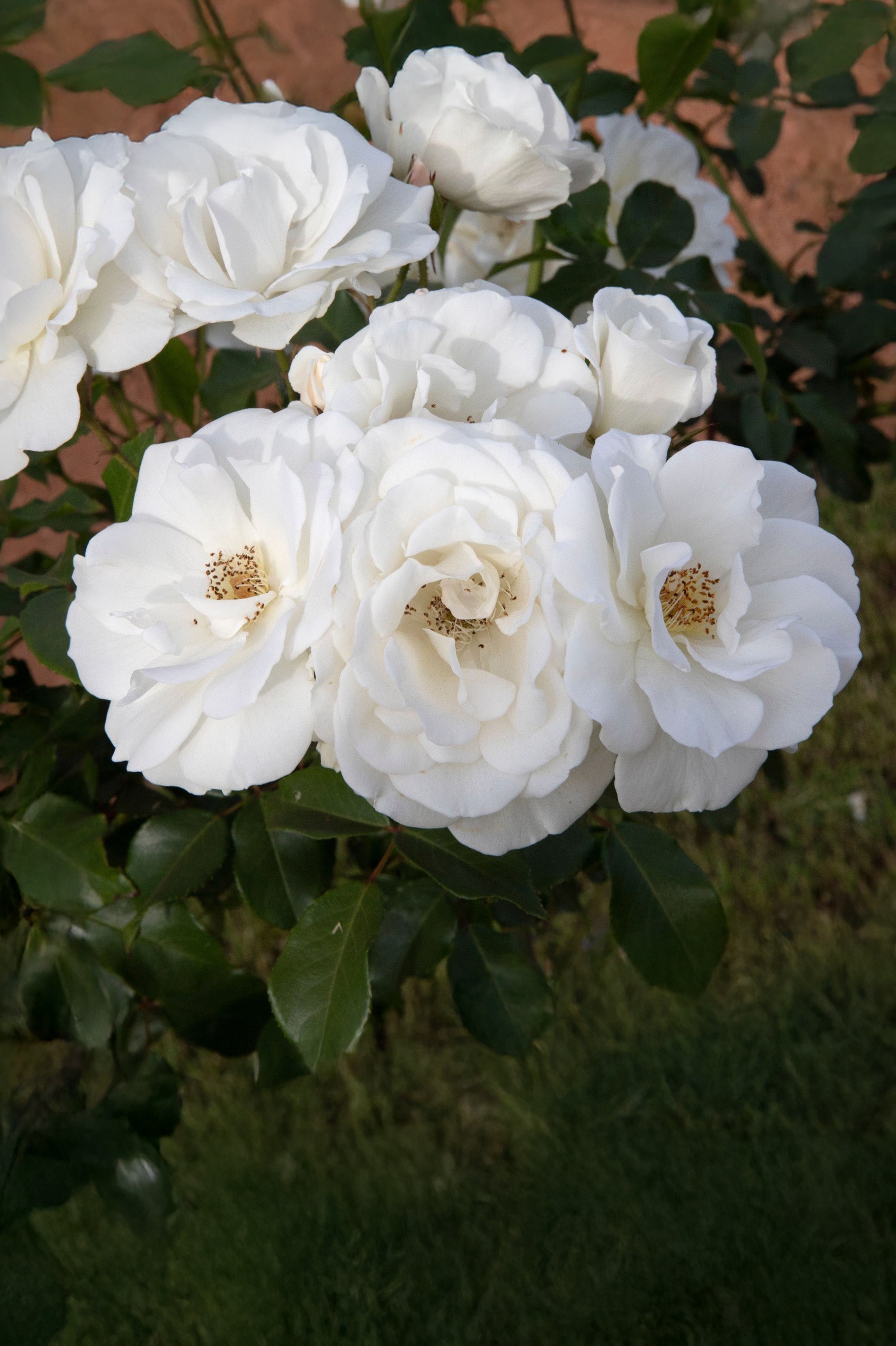 Polyantha Rose - Korbin, bare rootball by Jamieson Brothers