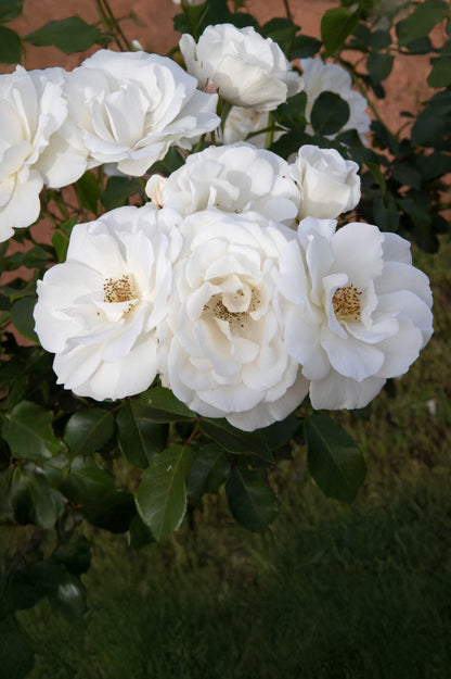 Polyantha Rose - Korbin, bare rootball by Jamieson Brothers