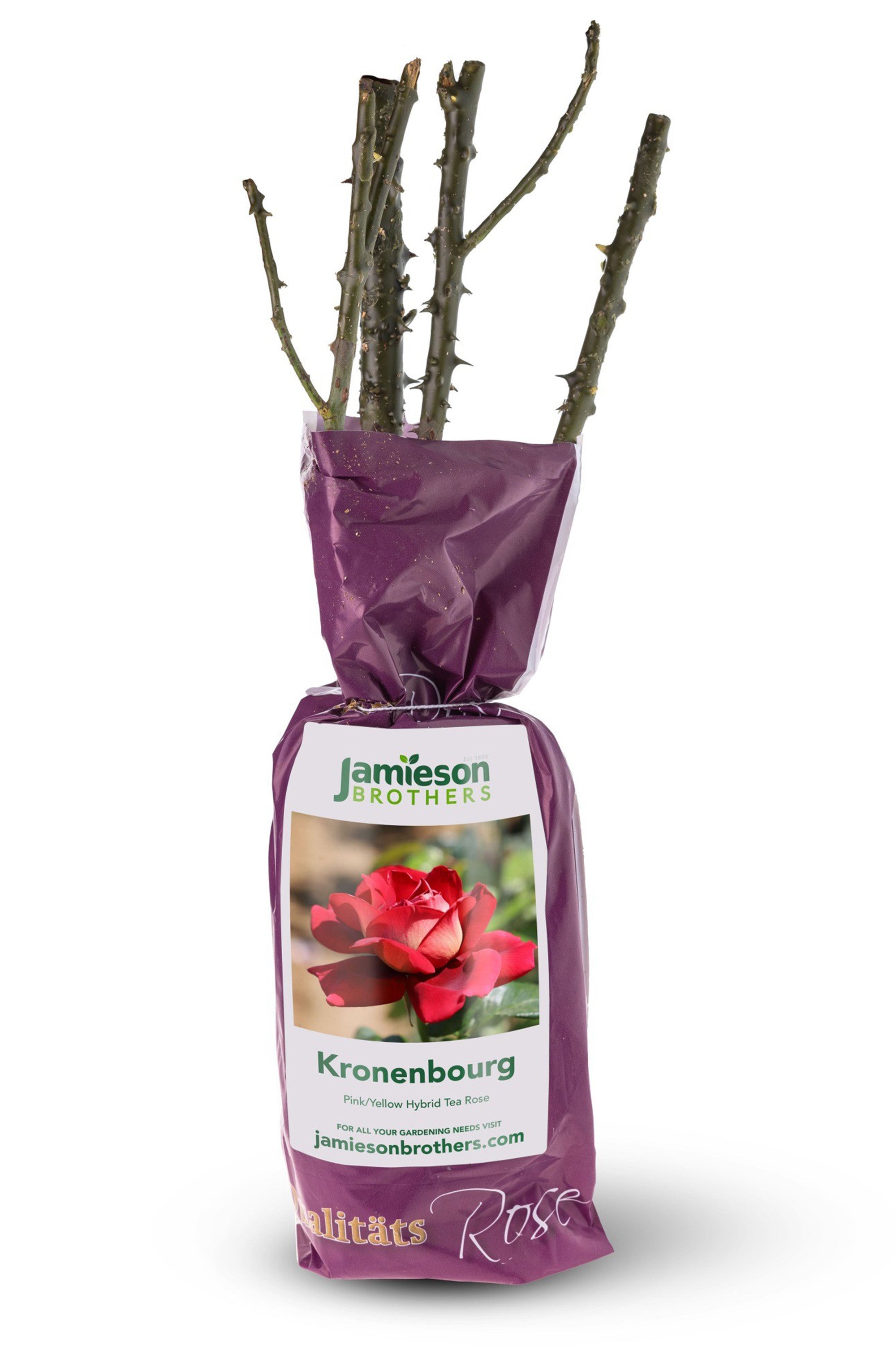 Hybrid Tea Rose - Kronenbourg, bare rootball by Jamieson Brothers