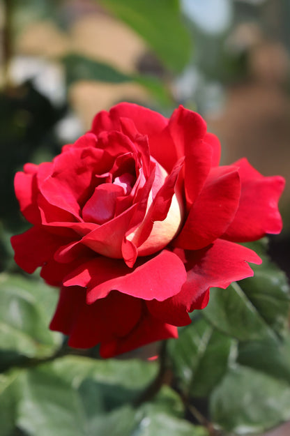 Hybrid Tea Rose - Kronenbourg, bare rootball by Jamieson Brothers