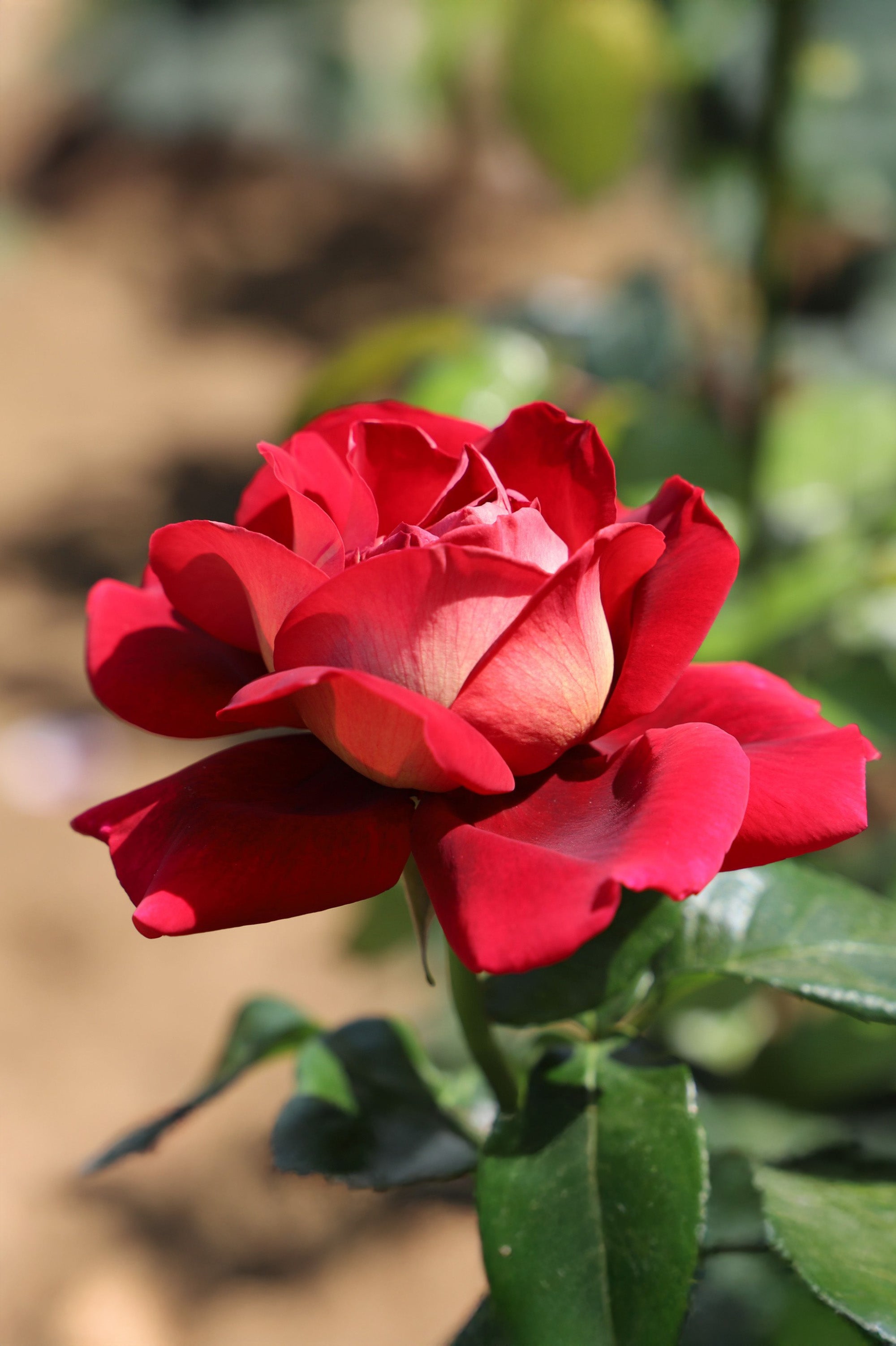 Hybrid Tea Rose - Kronenbourg, bare rootball by Jamieson Brothers