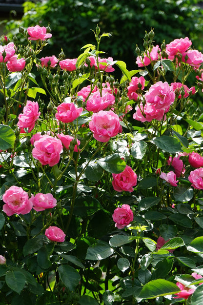 Polyantha Rose - Marion, bare rootball by Jamieson Brothers