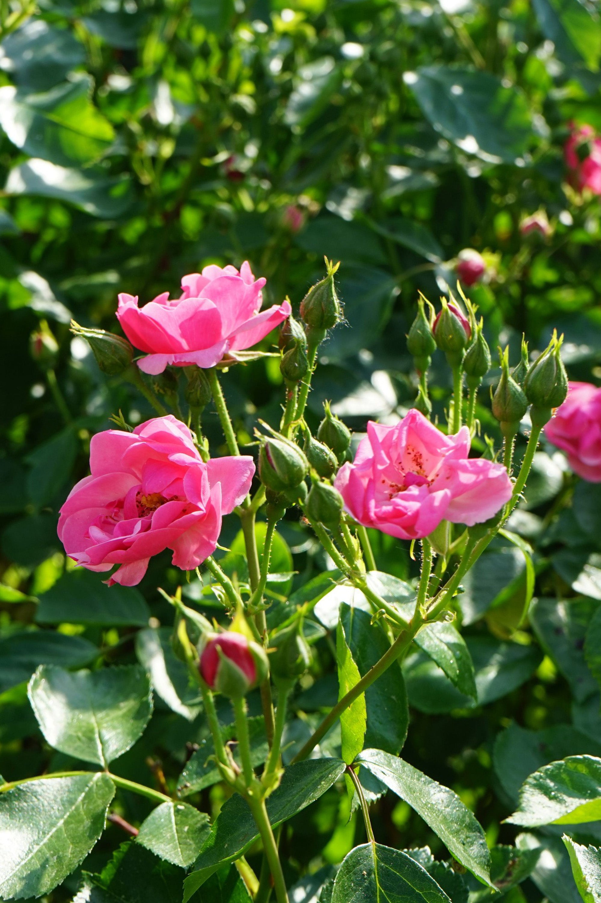Polyantha Rose - Marion, bare rootball by Jamieson Brothers