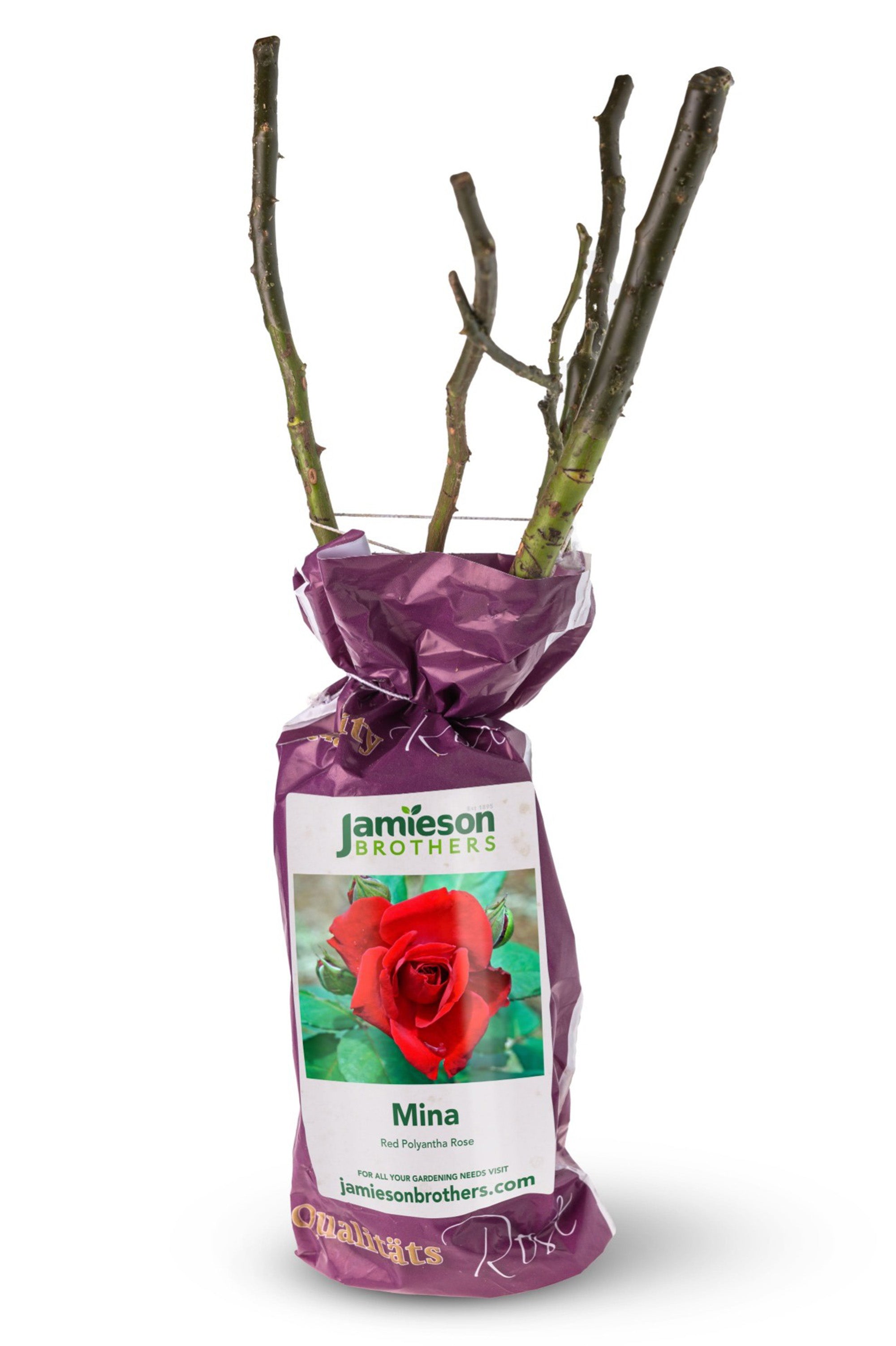 Polyantha Rose - Mina, bare rootball by Jamieson Brothers