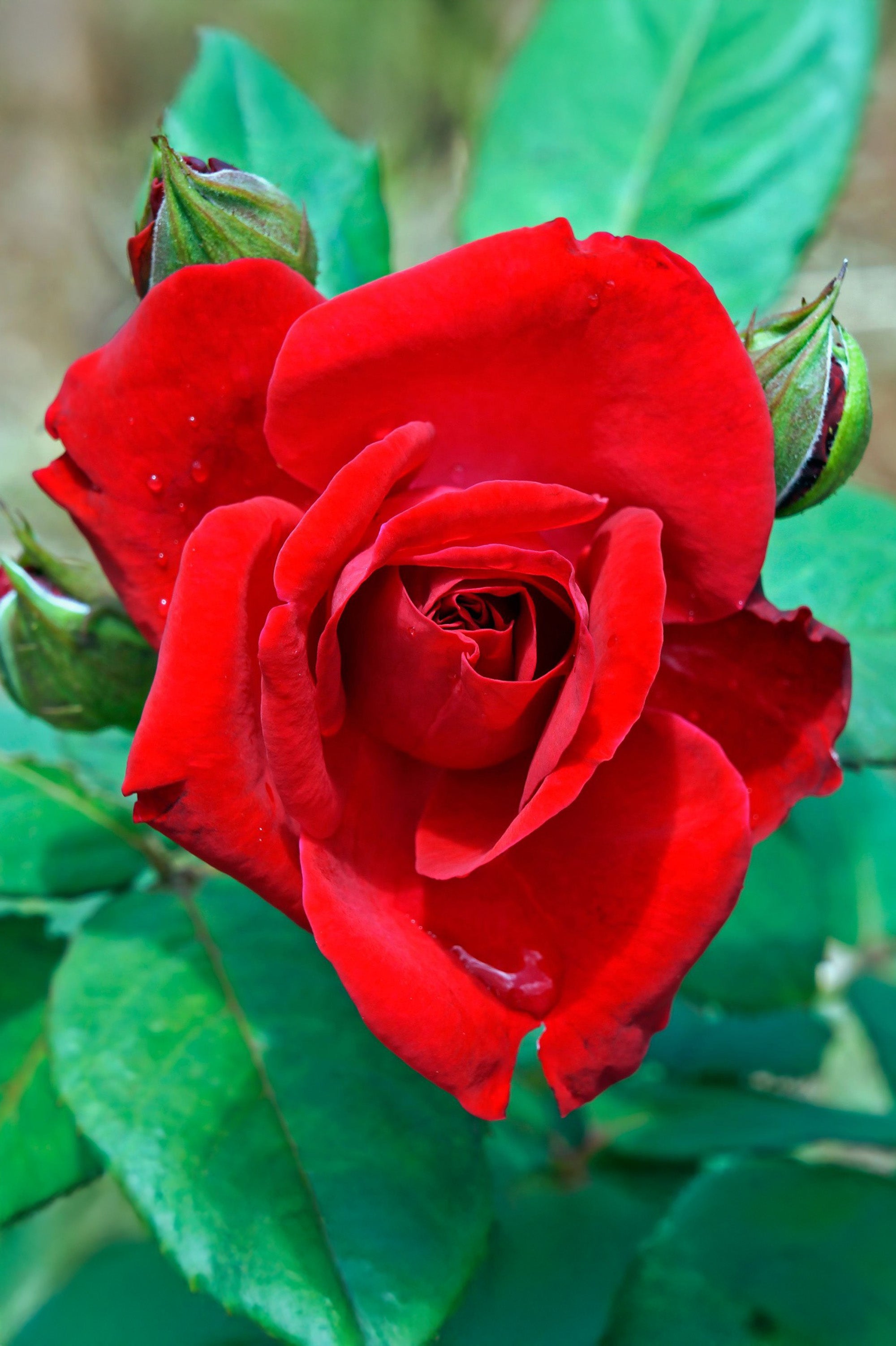 Polyantha Rose - Mina, bare rootball by Jamieson Brothers