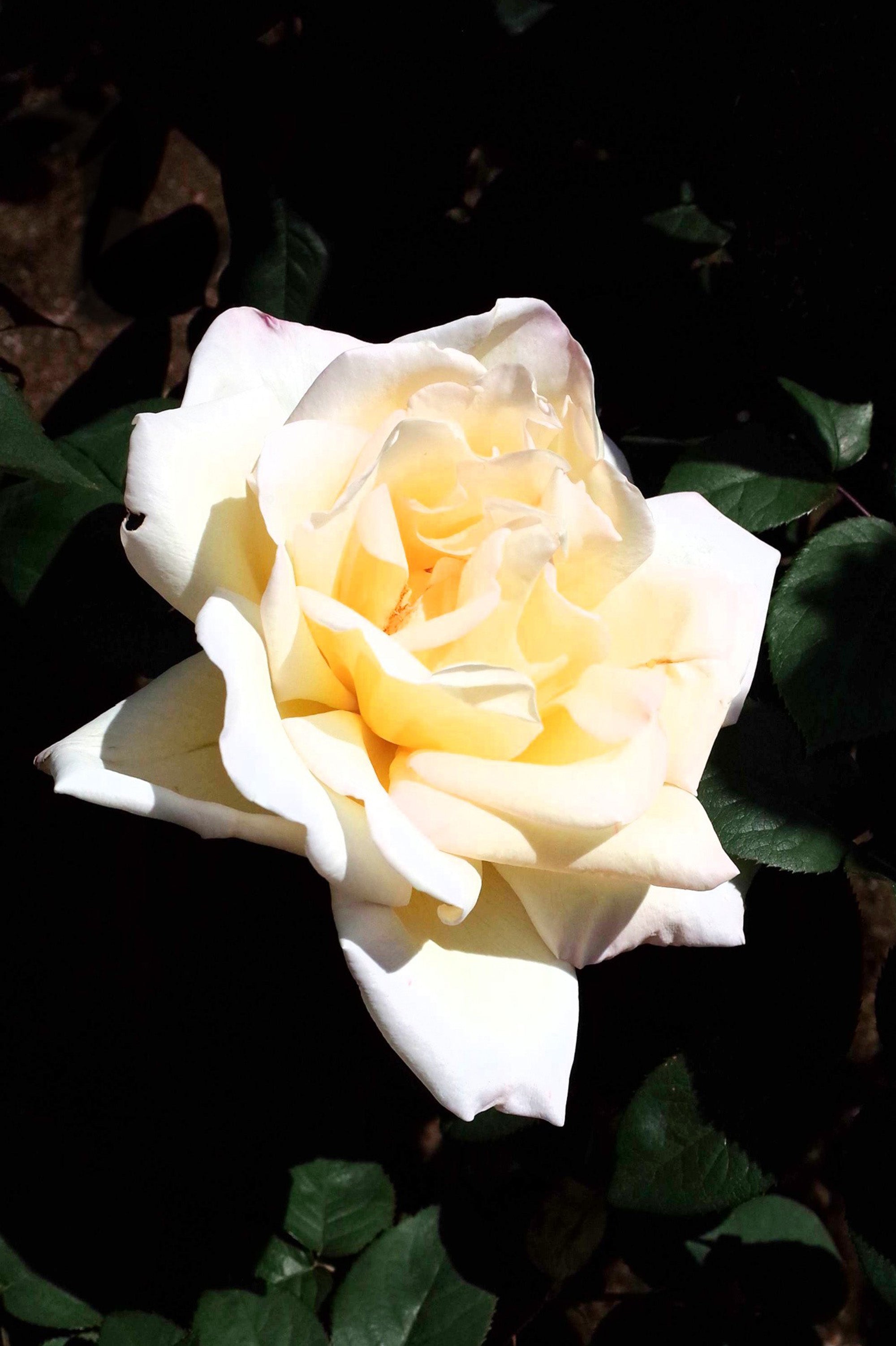 Hybrid Tea Rose - Mount Shasta, bare rootball by Jamieson Brothers