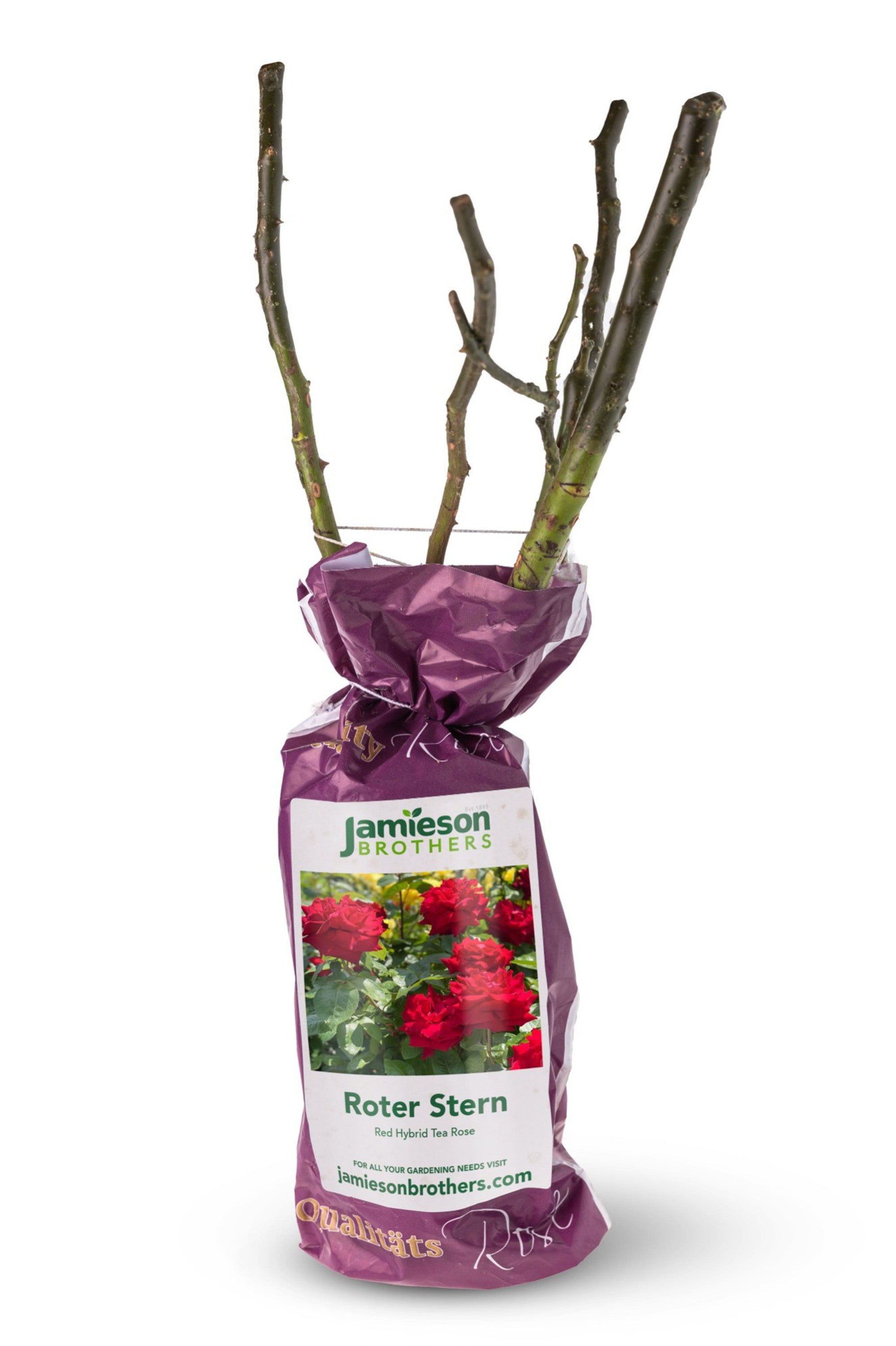 Hybrid Tea Rose - Roter Stern, bare rootball by Jamieson Brothers