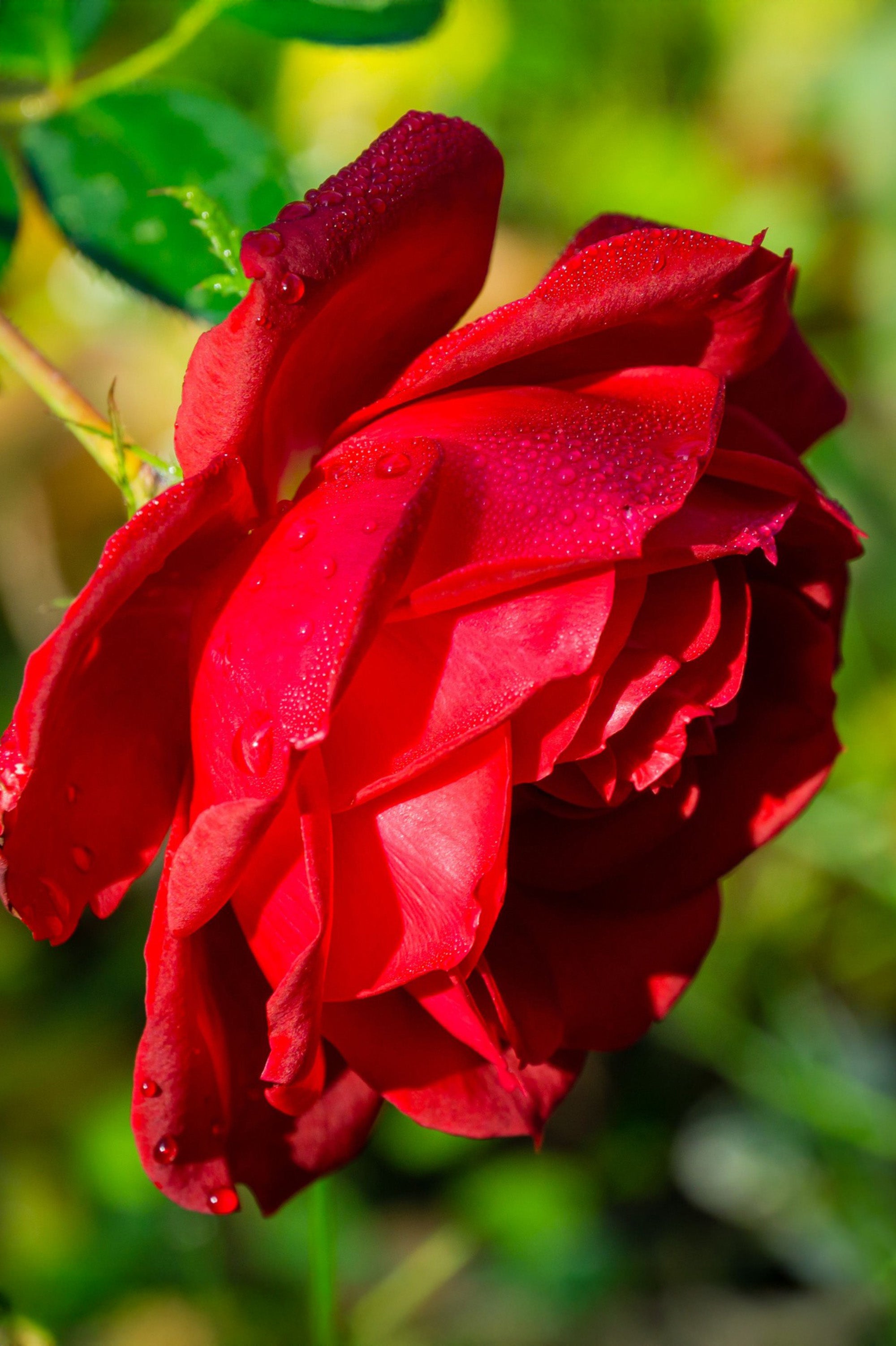 Hybrid Tea Rose - Roter Stern, bare rootball by Jamieson Brothers