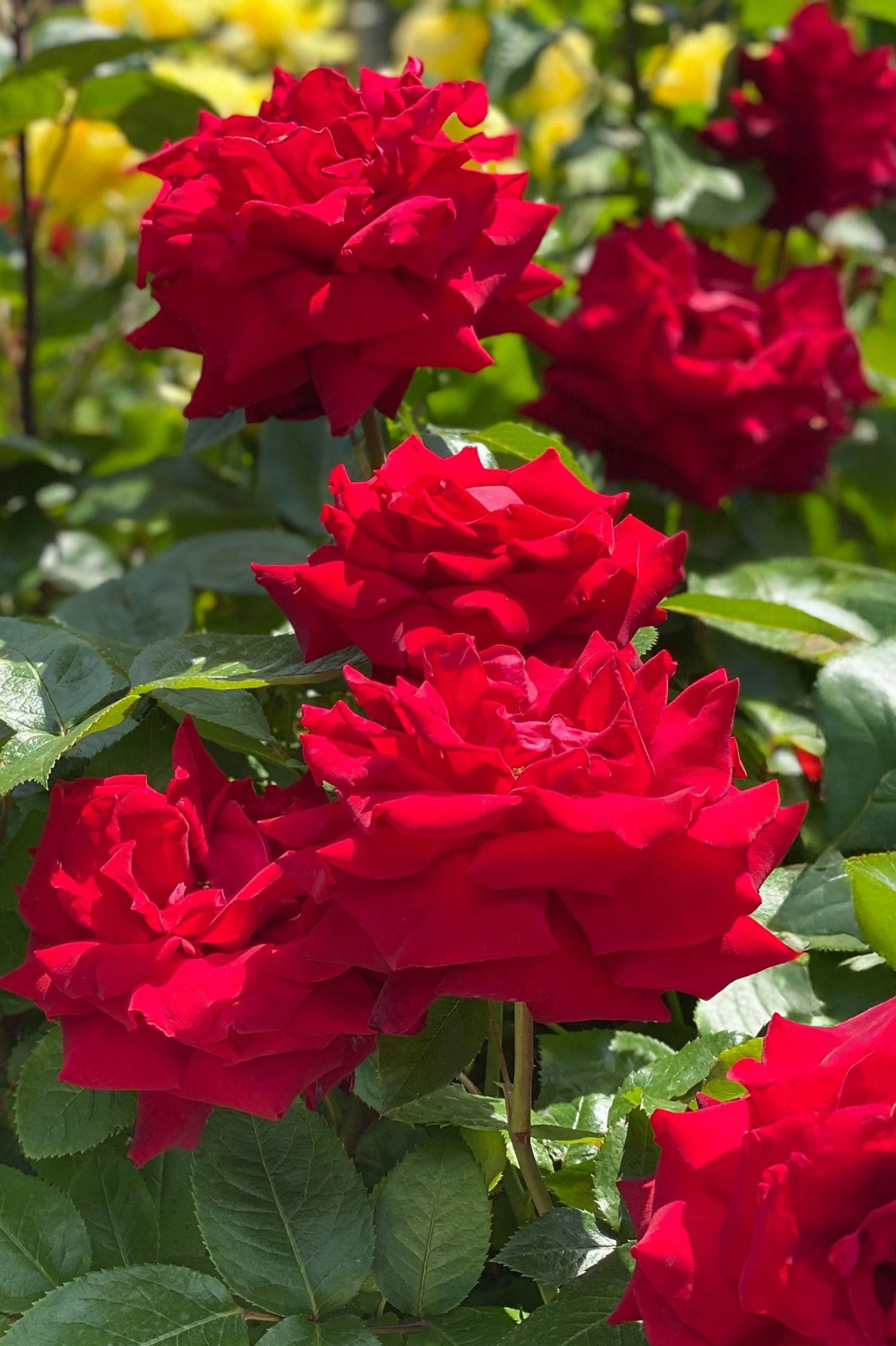 Hybrid Tea Rose - Roter Stern, bare rootball by Jamieson Brothers