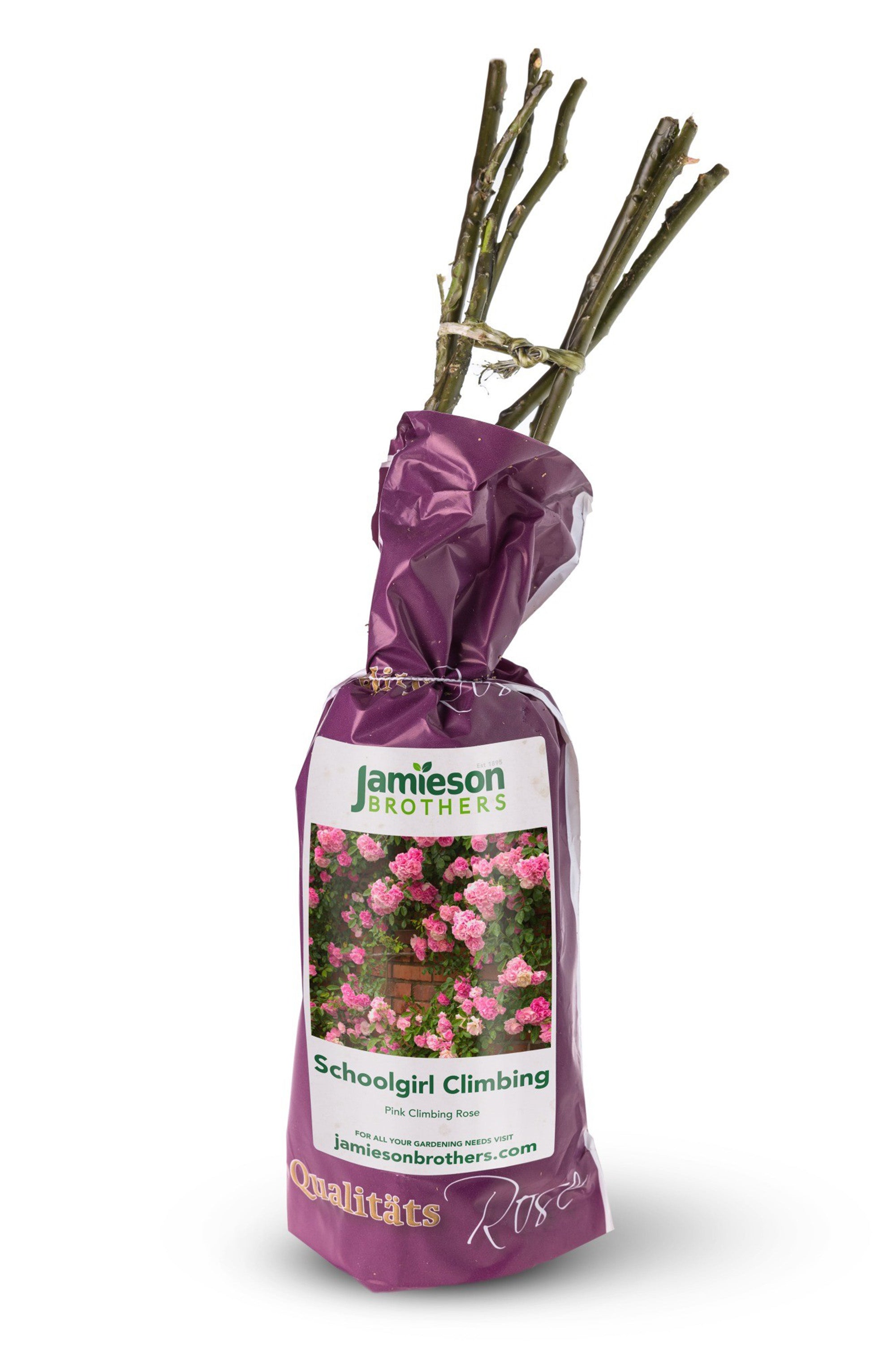 Climbing Rose - Schoolgirl Climbing, bare rootball by Jamieson Brothers