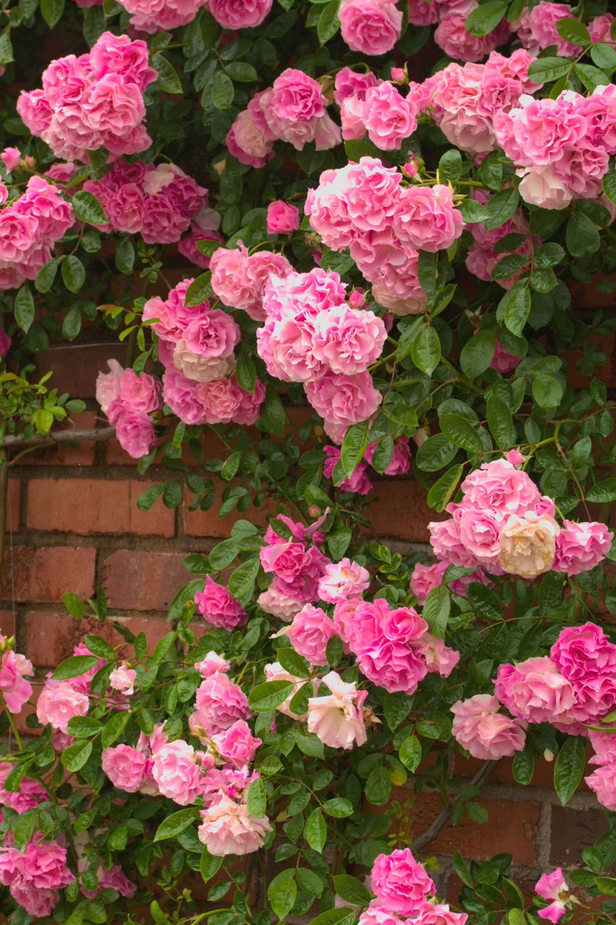 Climbing Rose - Schoolgirl Climbing, bare rootball by Jamieson Brothers