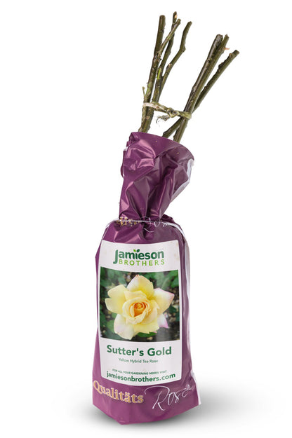 Hybrid Tea Rose - Sutter's Gold, bare rootball by Jamieson Brothers