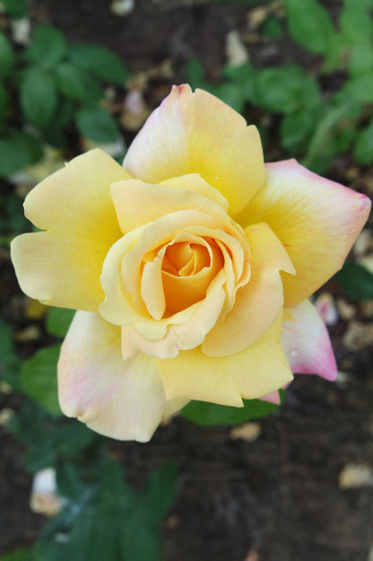 Hybrid Tea Rose - Sutter's Gold, bare rootball by Jamieson Brothers
