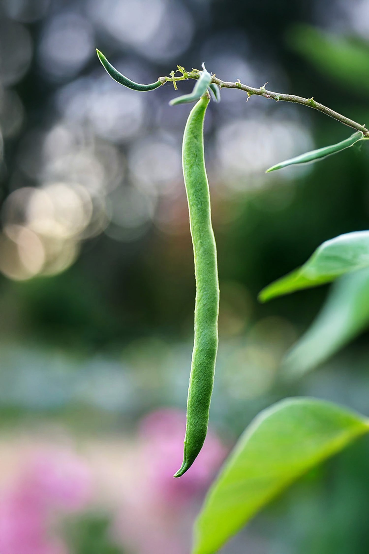 Runner Bean Enorma Vegetable Seeds