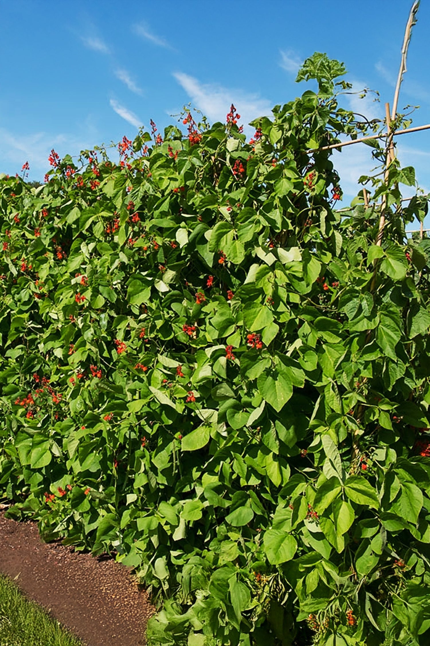 Runner Bean Enorma Vegetable Seeds