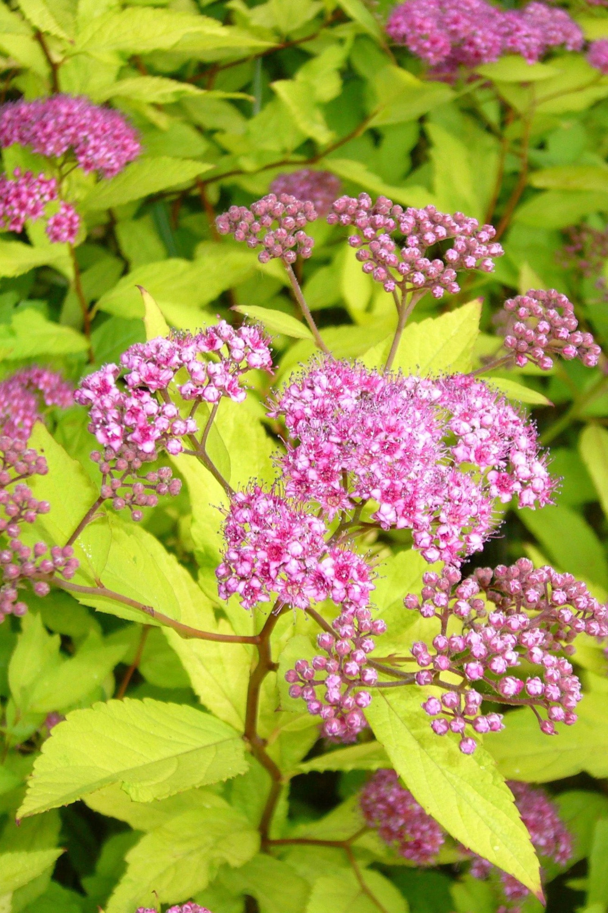 Spiraea Red - Spring planting bare root shrub by Jamieson Brothers