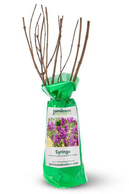 Syringa (Common Lilac) - Spring planting bare root shrub by Jamieson Brothers